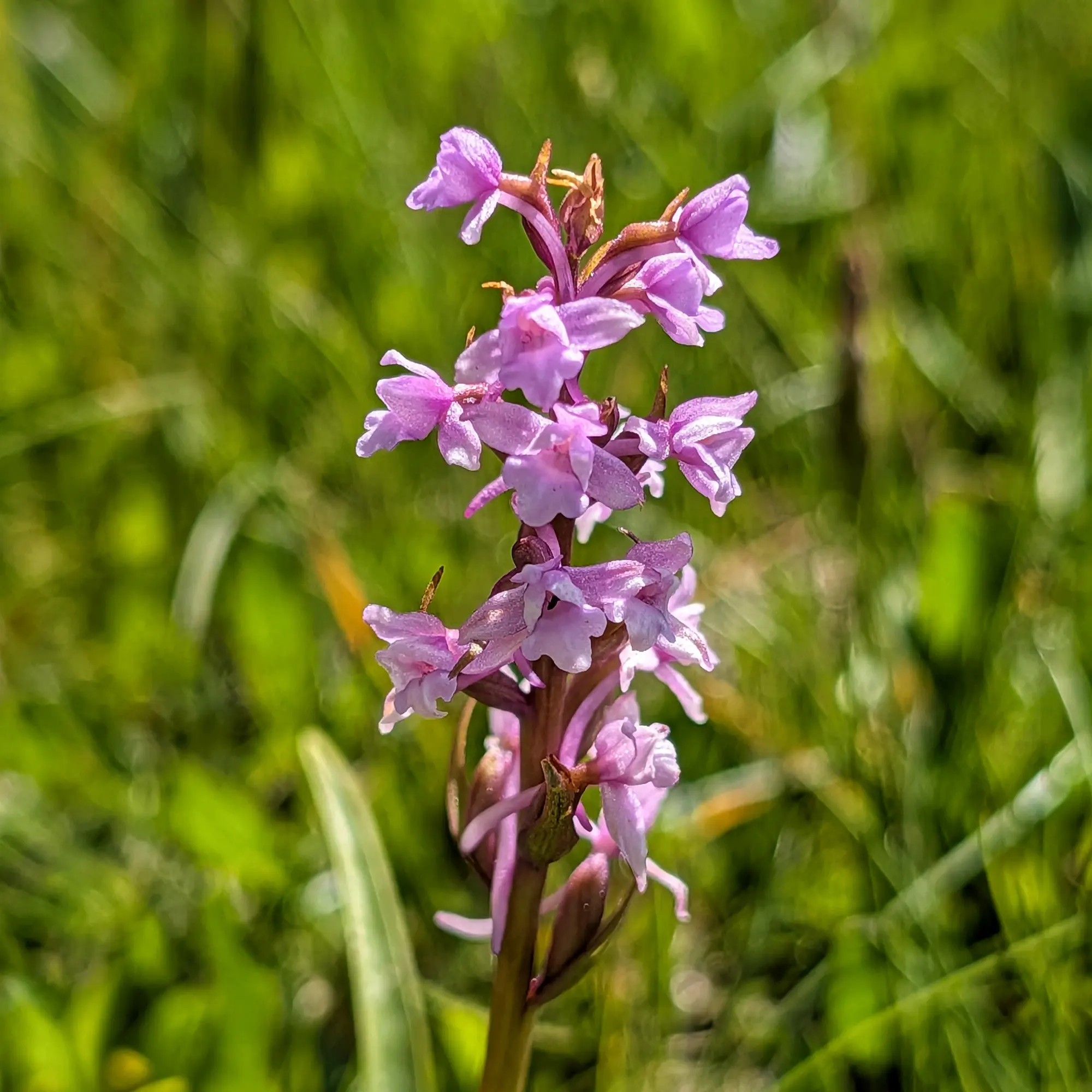 Una bonica Gymnadenia conopsea capturada durant la ruta de Carros de Foc. Les seves delicades flors de color rosa lila prosperen al paisatge pirinenc. Primer pla d'una orquídia rosa lila amb múltiples flors delicades sobre un fons verd borrós i brillant.
