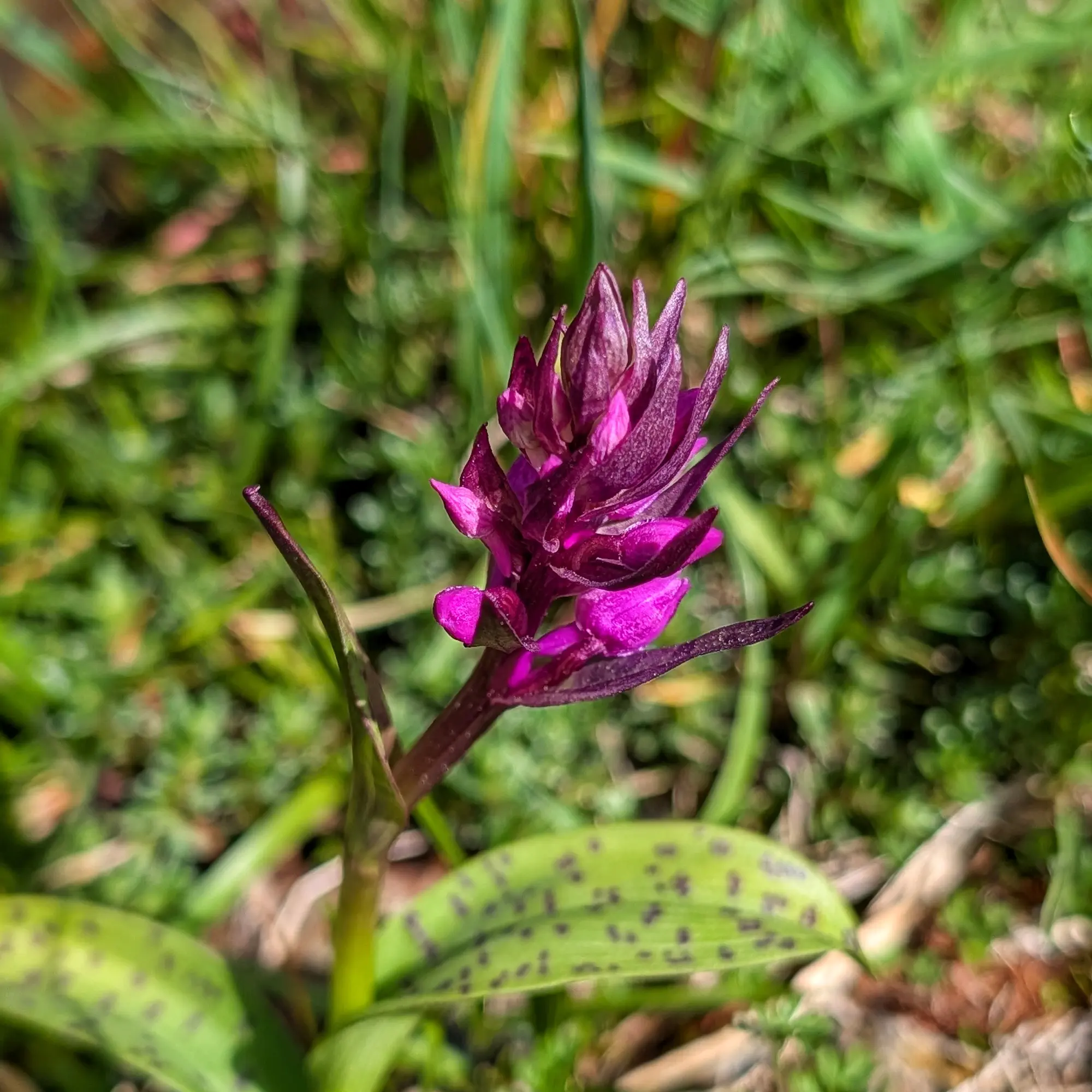 Orquídia Dactylorhiza majalis en plena floració, capturada a prop dels impressionants Ibones de Barbarisa. Un viu testimoni de la rica biodiversitat d'aquest paisatge d'alta muntanya. Orquídia Dactylorhiza majalis en flor vora llacs de muntanya clars als Ibones de Barbarisa.