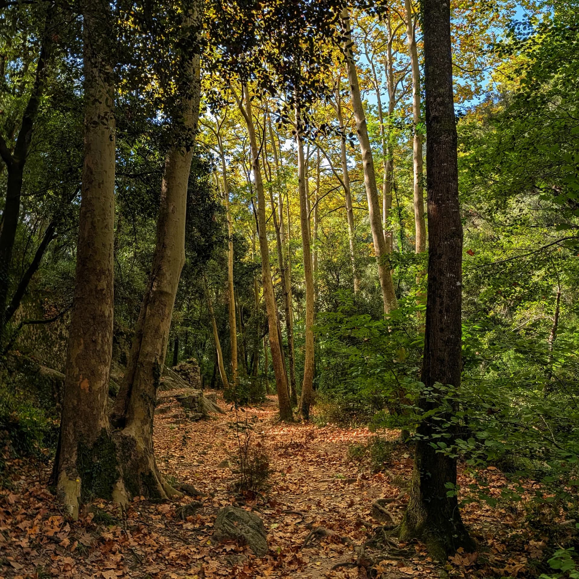Path through the forest Path through the forest