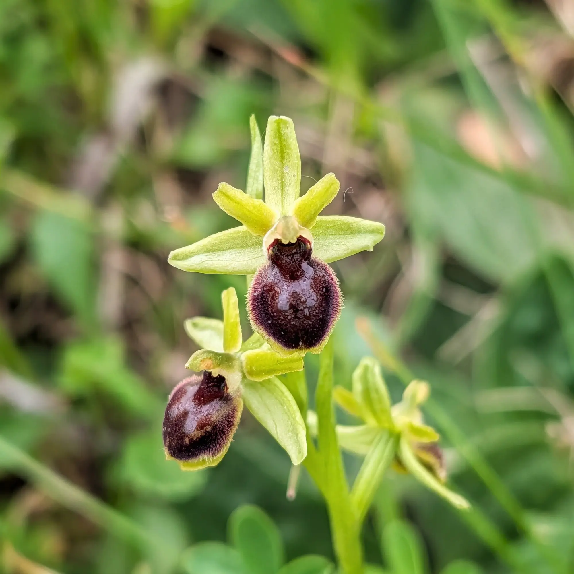 An Ophrys araneola specimen, commonly known as the Early Spider Orchid, photographed in Aude, France. Close-up of an Early Spider Orchid (Ophrys araneola) with greenish sepals and a velvety brown labellum, against a blurred green background.