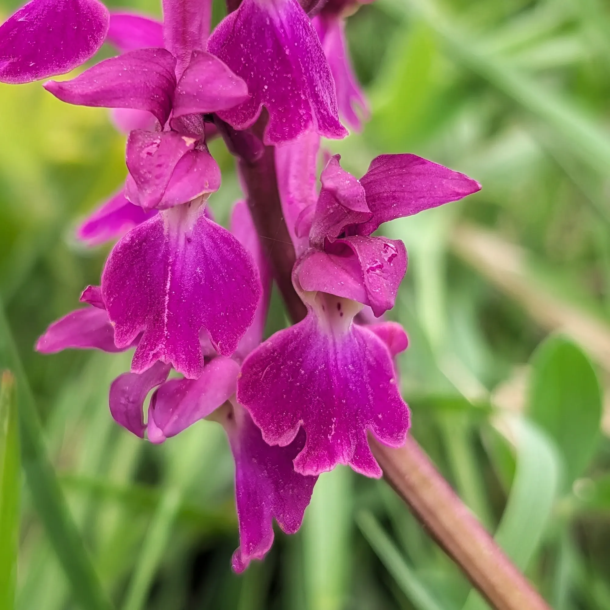 Orquídia Orchis mascula amb hipercromia, destacant la seva intensa coloració fúcsia. Fotografia presa a Aude, França. Primer pla d'una orquídia Orchis mascula de color fúcsia vibrant amb fons verd desenfocat.