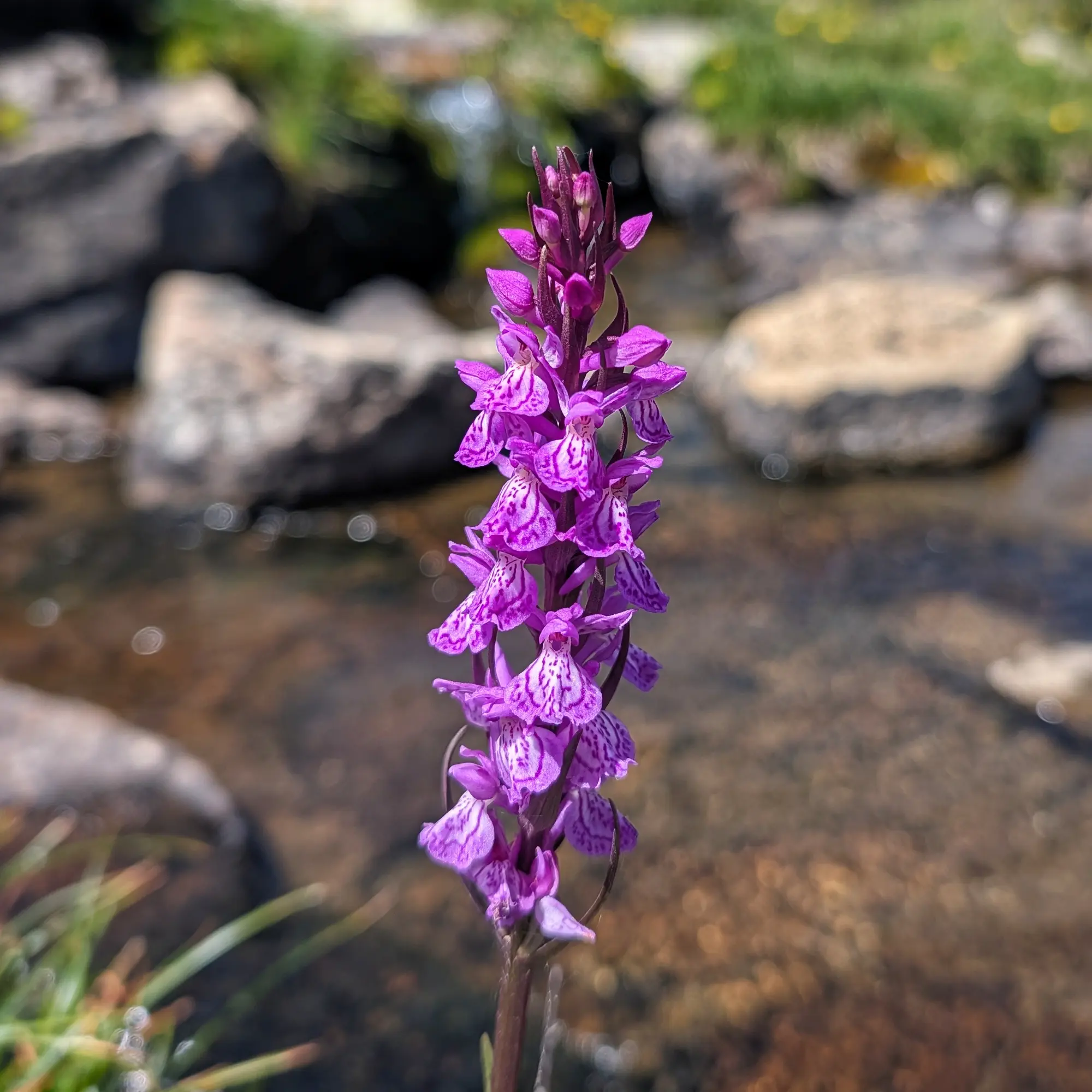 Orquídia Dactylorhiza maculata, també coneguda com a orquídia tacada, que mostra els seus complexos patrons morats i blancs. Fotografia presa mentre s'explorava la ruta de Carros de Foc. Primer pla d'una orquídia alta de color porpra viu amb patrons tacats blancs als pètals, amb un rierol rocós difuminat de fons.