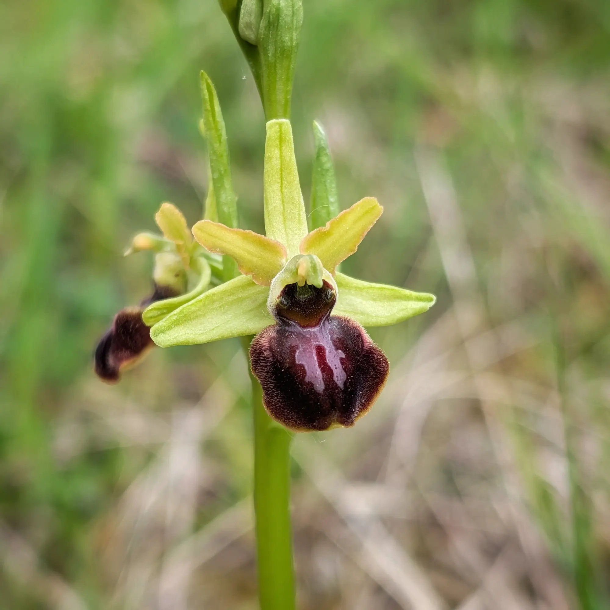 Ophrys sphegodes fotografiada en Aude (Francia). Esta orquídea destaca por sus pétalos superiores verde-amarillentos y un label aterciopelado marrón oscuro con un diseño rojizo en el centro. Primer plano de orquídea Ophrys sphegodes con pétalos verde-amarillentos y label marrón oscuro con patrón rojo, fondo borroso.