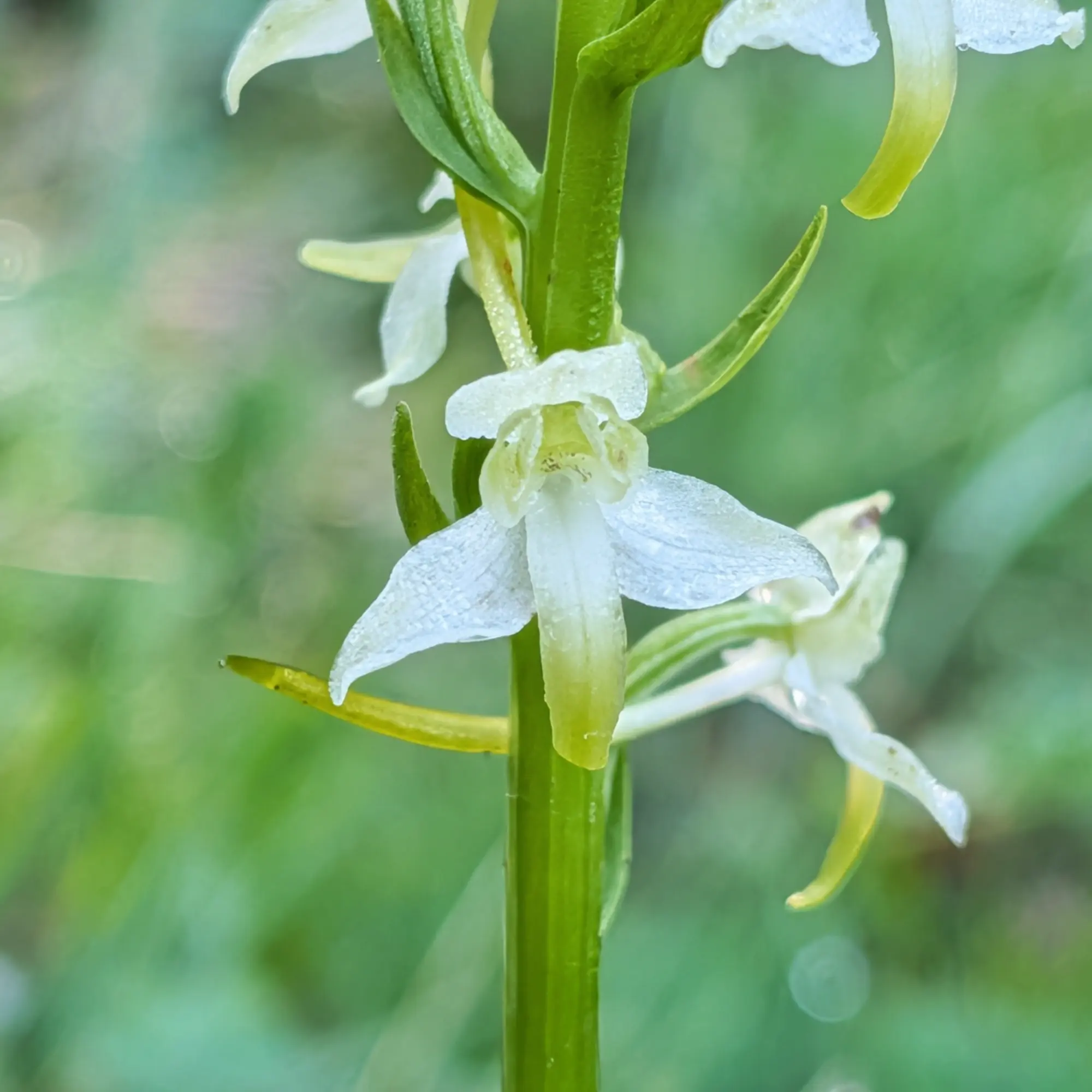 A detailed close-up of a Platanthera chlorantha orchid, also known as the greater butterfly-orchid, photographed during the Puig de les Àligues, Salt del Molí i Bellmunt route from Vidrà. Macro of white and pale green Platanthera chlorantha orchid. Delicate petals, green stem, blurred green background.