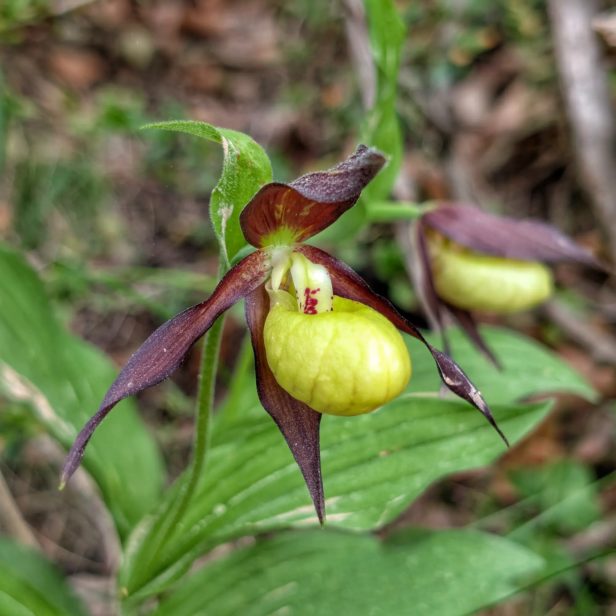 Specimen of Cypripedium calceolus from the Catalan Pre-Pyrenees Specimen of Cypripedium calceolus from the Catalan Pre-Pyrenees