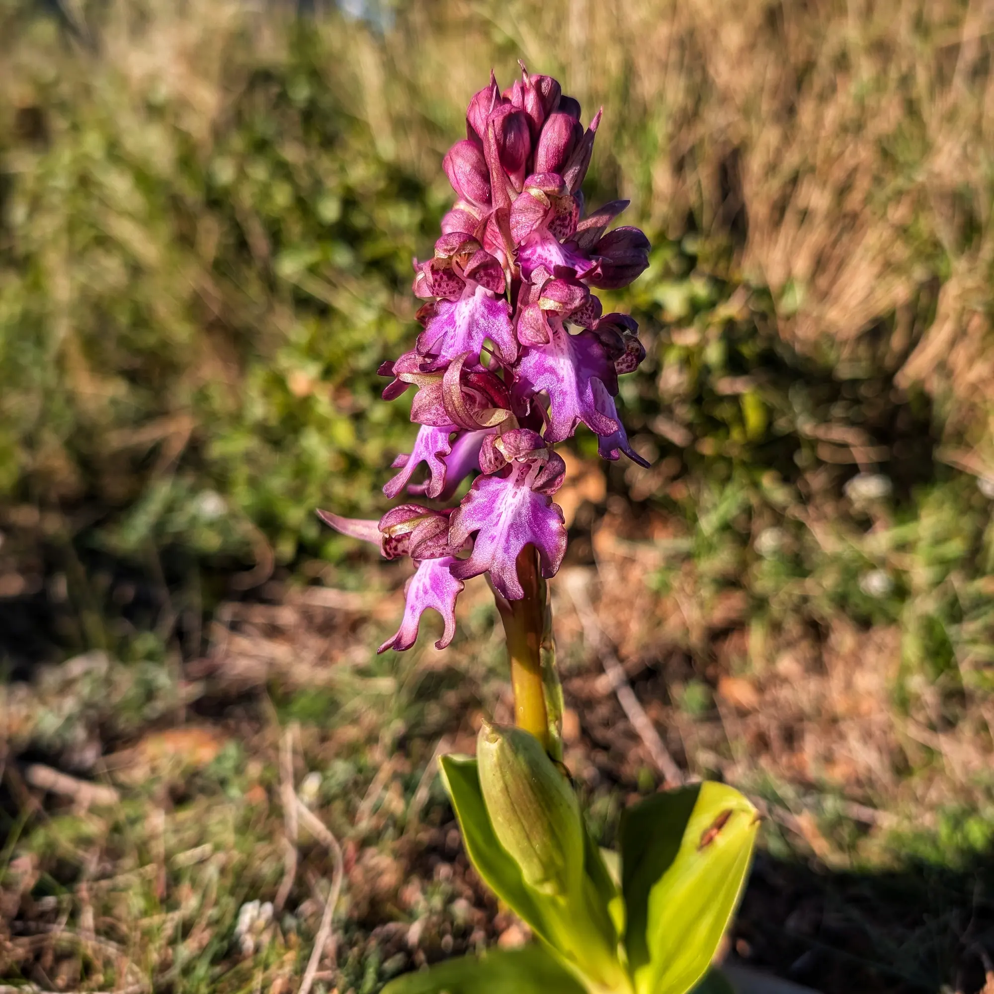 An exemplar of *H. robertianum*, showcasing its characteristic dense deep purple flowers, photographed during a route through the Montgrí Massif. Close-up of a H. robertianum specimen with vibrant purple flowers and green leaves, against a blurred natural background.