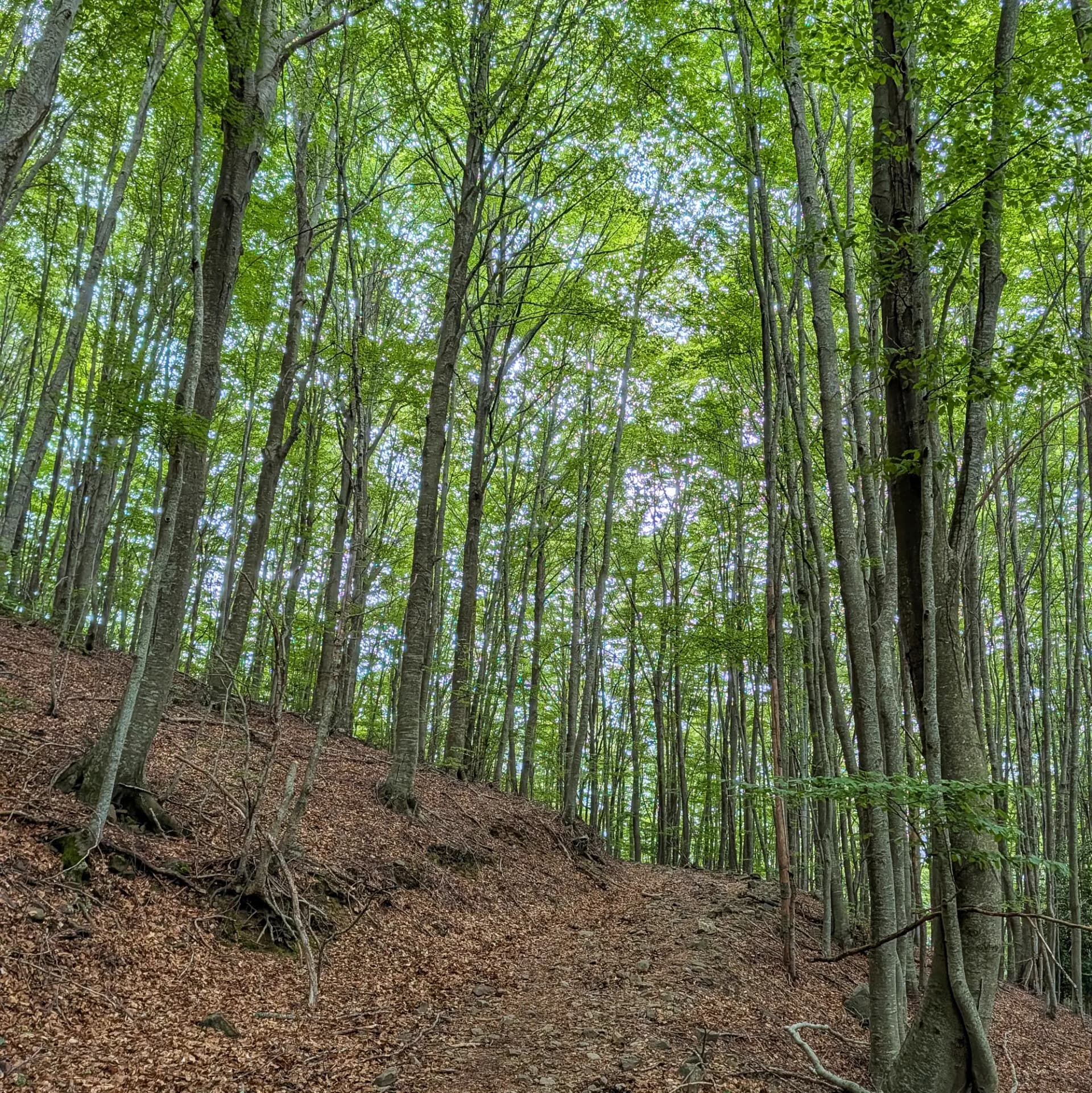 Fageda amb fulles d'un verd intens, típica de principis d'estiu, durant la ruta circular que connecta el Matagalls, el Turó de l'Home i les Agudes. El sòl està cobert per una espessa capa de fulles caigudes. Bosc de faigs dens amb troncs grisos i fulles verdes vibrants. El terra del bosc, cobert de fulles marrons caigudes, en un pendent.