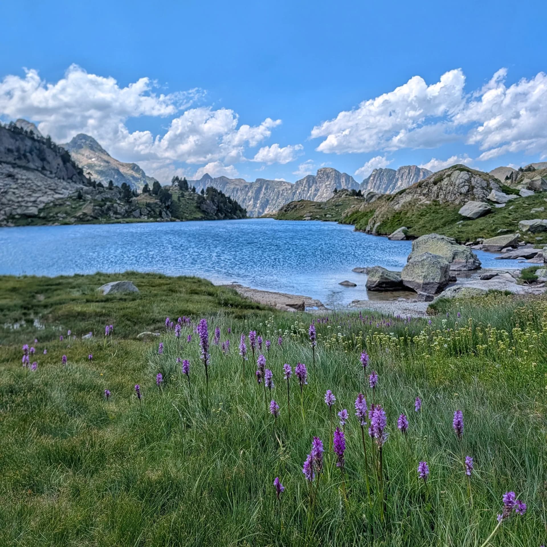 Espectacular floració massiva de Dactylorhiza maculata (Orquídia tacada) vora un llac al Parc Nacional d'Aigüestortes, fotografiada durant la ruta Carros de Foc. Orquídies tacades liles floreixen en herba verda vora un llac de muntanya blau sota cel parcialment ennuvolat, amb pics rocosos.
