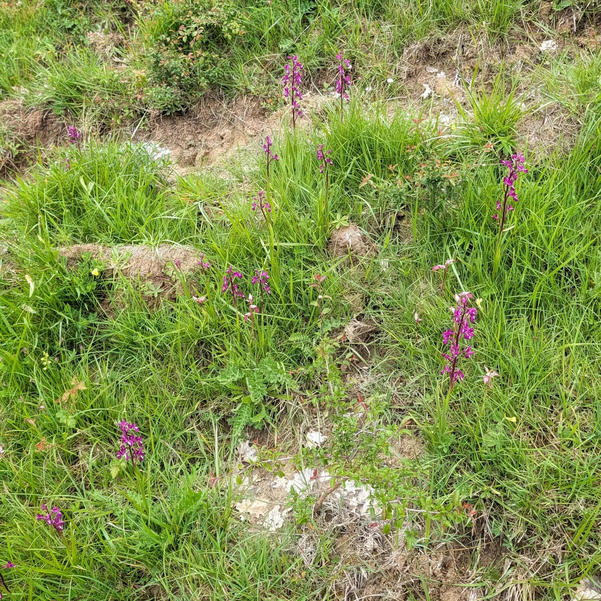 Un grup d'orquídies Anacamptis laxiflora, també conegudes com orquídies de flors laxes, florint exuberantment en un prat verd a la regió d'Aude, França. Aquesta espècie es caracteritza per les seves inflorescències de color violeta intens. Grup d'orquídies Anacamptis laxiflora de flors morades en prats verds. Aude, França.