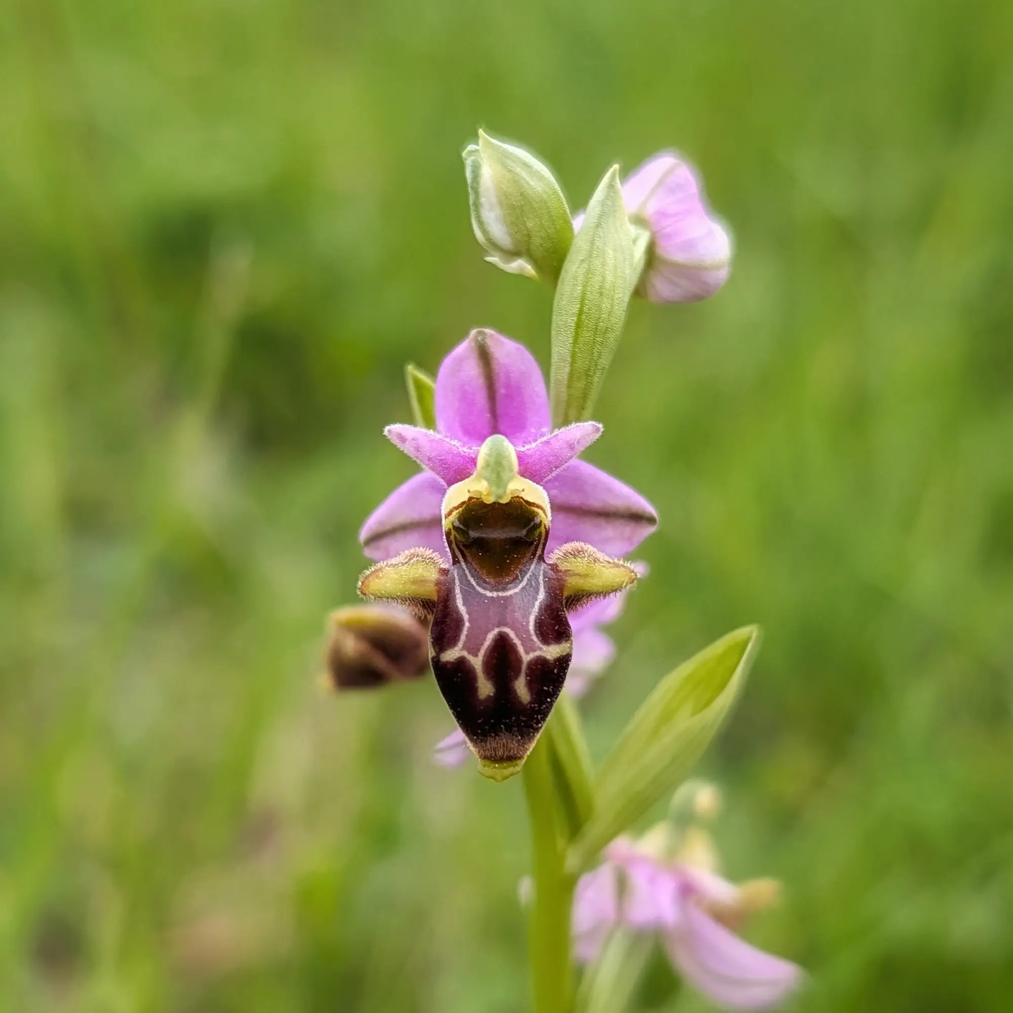Detailed close-up of an Ophrys scolopax, also known as the woodcock orchid, featuring pinkish petals and a dark brown labellum with intricate patterns. Photographed in Aude, France. Close-up of a woodcock orchid (Ophrys scolopax) with pink petals and a dark, patterned labellum against a blurred green background.