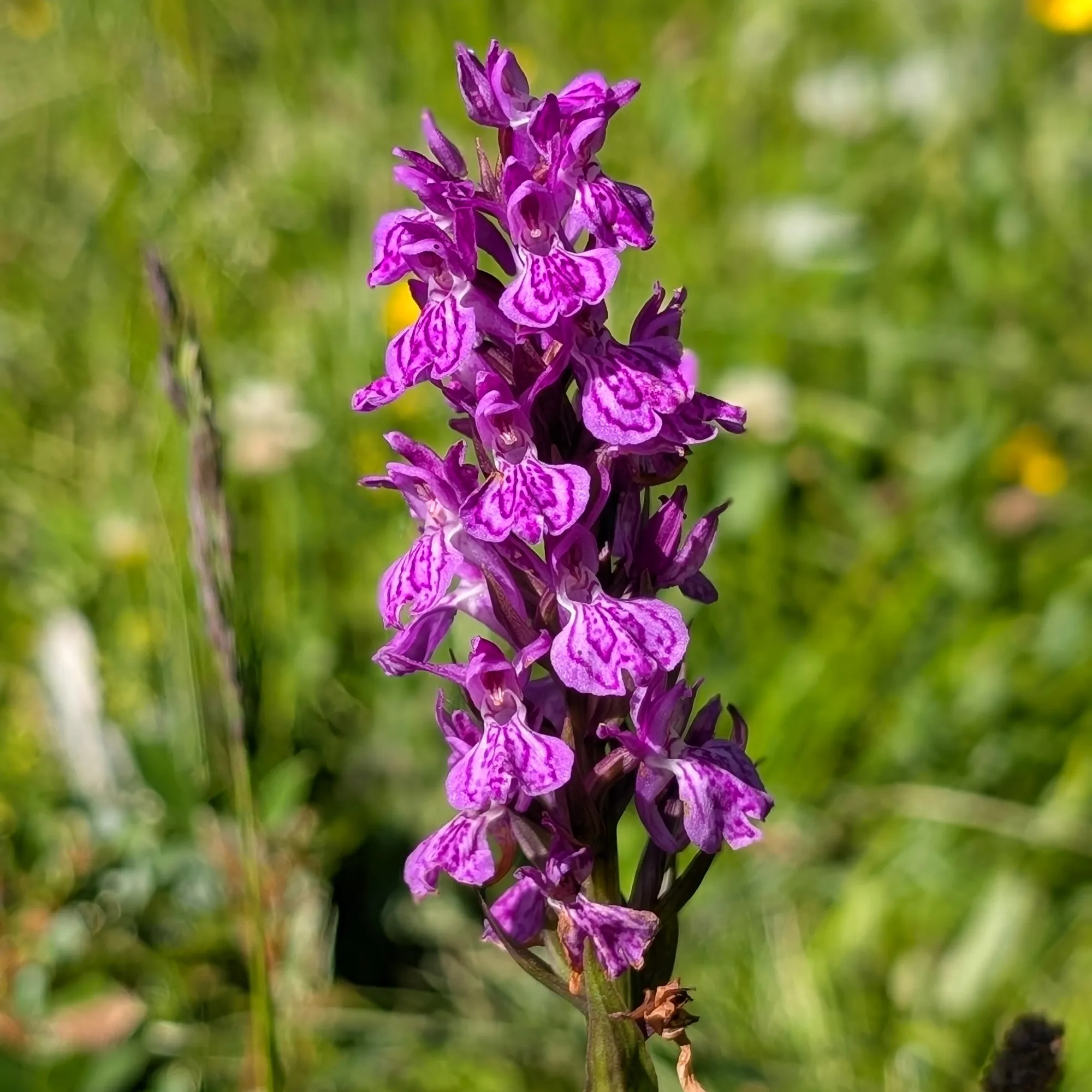 Dactylorhiza maculata en su hábitat Dactylorhiza maculata, rodeada de hierbas, con el labio intensamente manchado.
