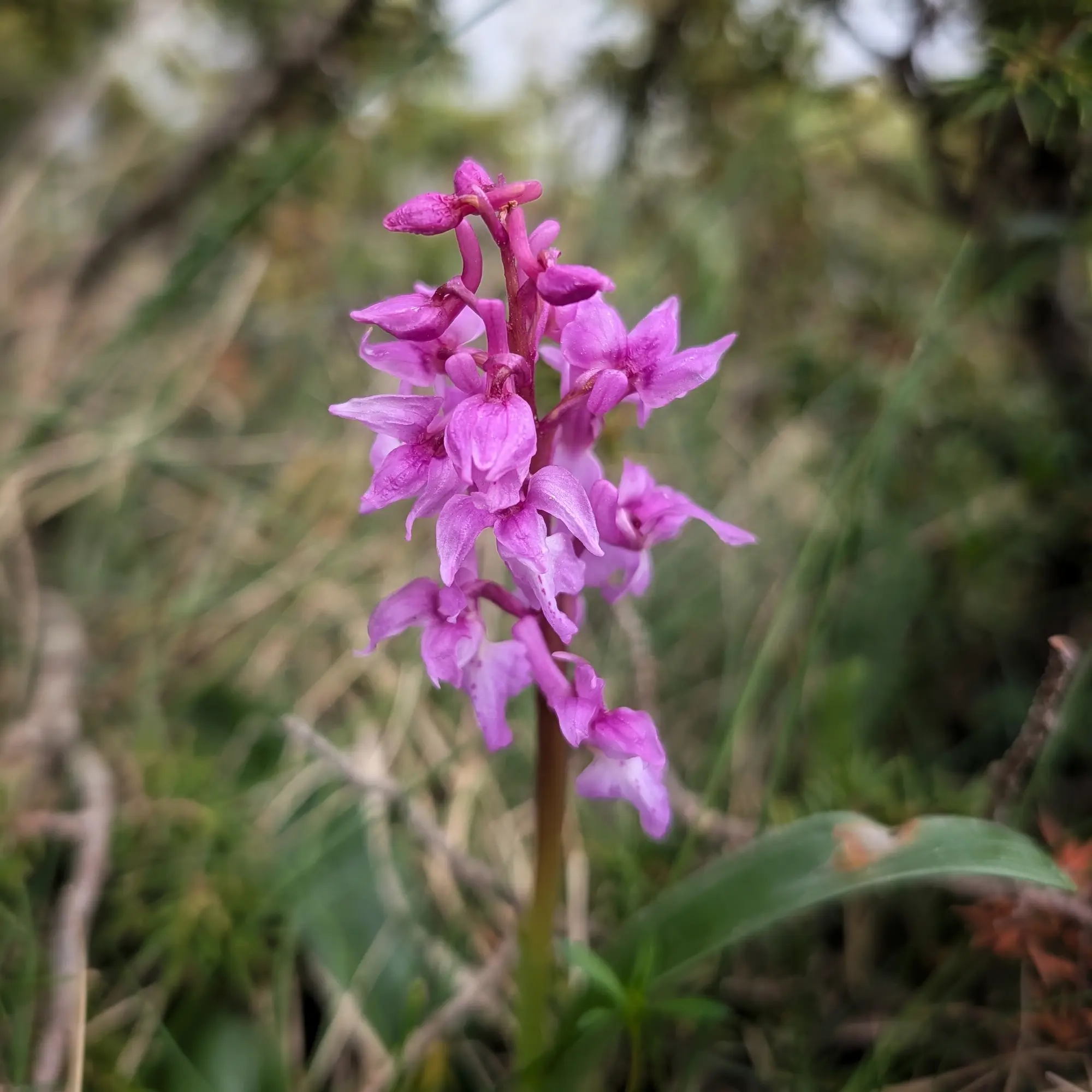 Primer pla d'una orquídia mascle (Orchis mascula) amb les seves característiques flors fúcsia, fotografiada entre el Turó de l'Home i les Agudes, al massís del Montseny. Orquídia mascle (Orchis mascula) de color fúcsia en primer pla amb fons verd borrós.