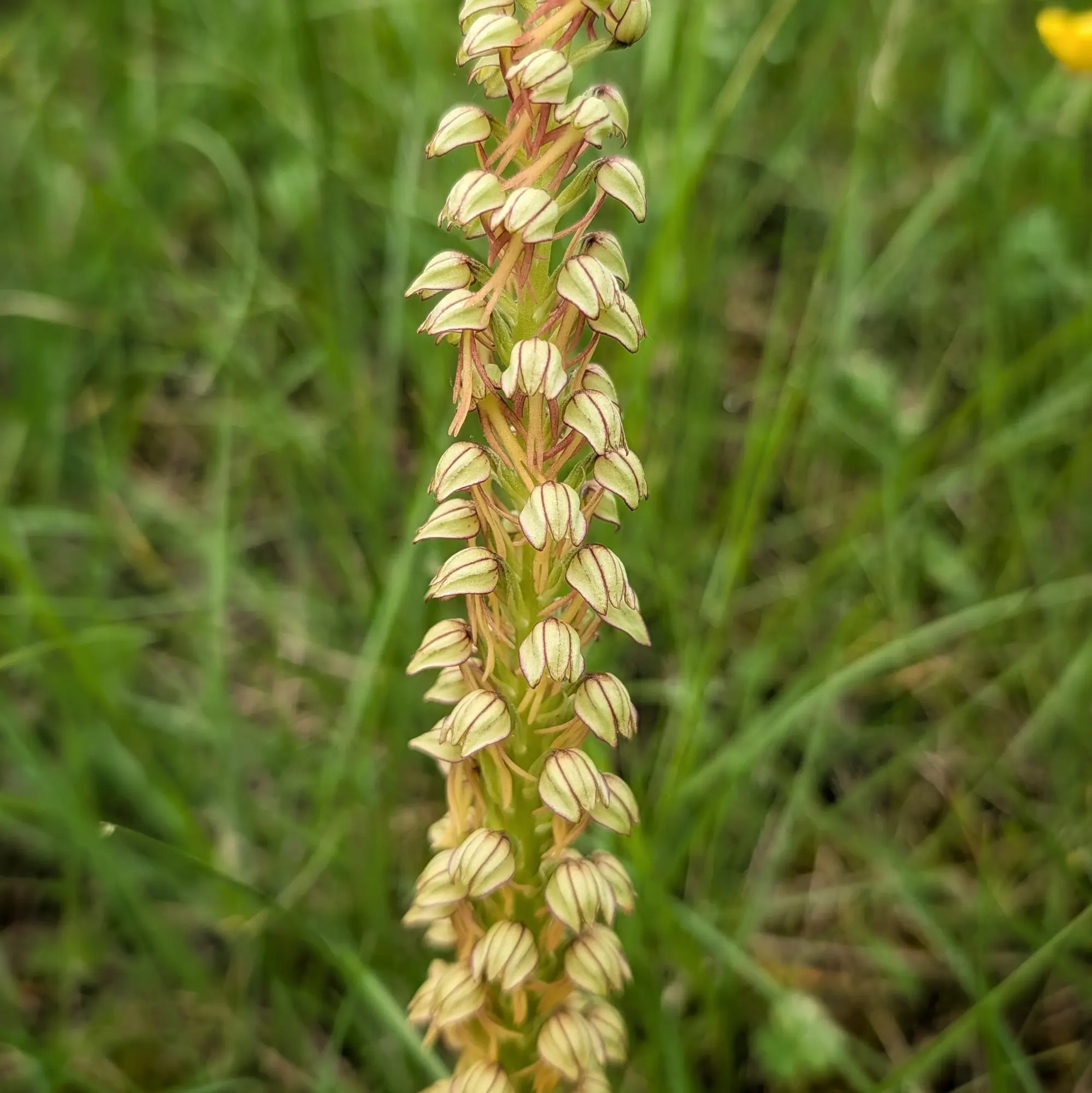 A Man Orchid (Orchis anthropophora) captured in Aude, France. This distinctive orchid species features greenish-yellow flowers with subtle reddish-brown markings. Close-up of a Man Orchid (Orchis anthropophora) spike with greenish-cream flowers and reddish veins against a blurred green background.