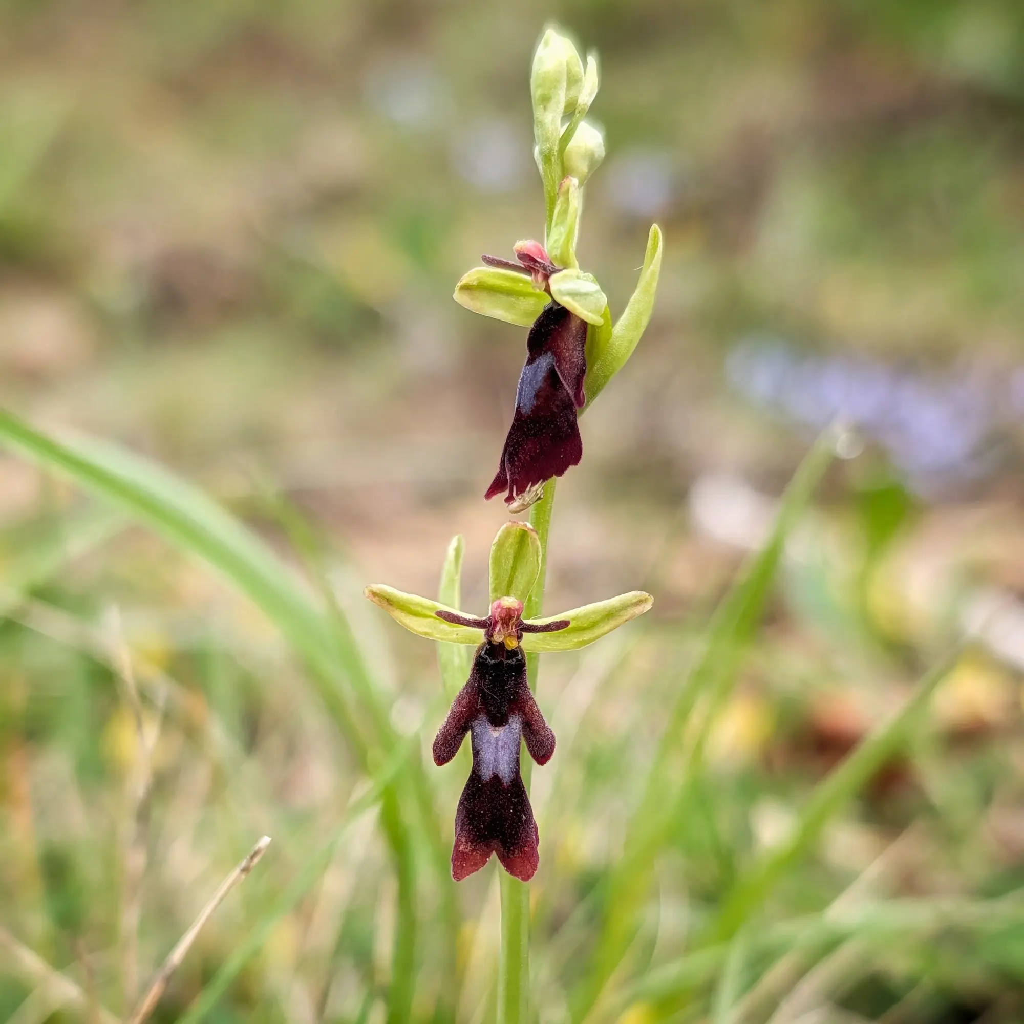 Ophrys insectifera, coneguda com a orquídia mosquera, amb les seves característiques flors de color marró-vermellós, en un entorn natural a l'Aude (França). Imatge macro d'una Ophrys insectifera amb dues flors de color marró-vermellós en una tija verda, sobre fons borrós.