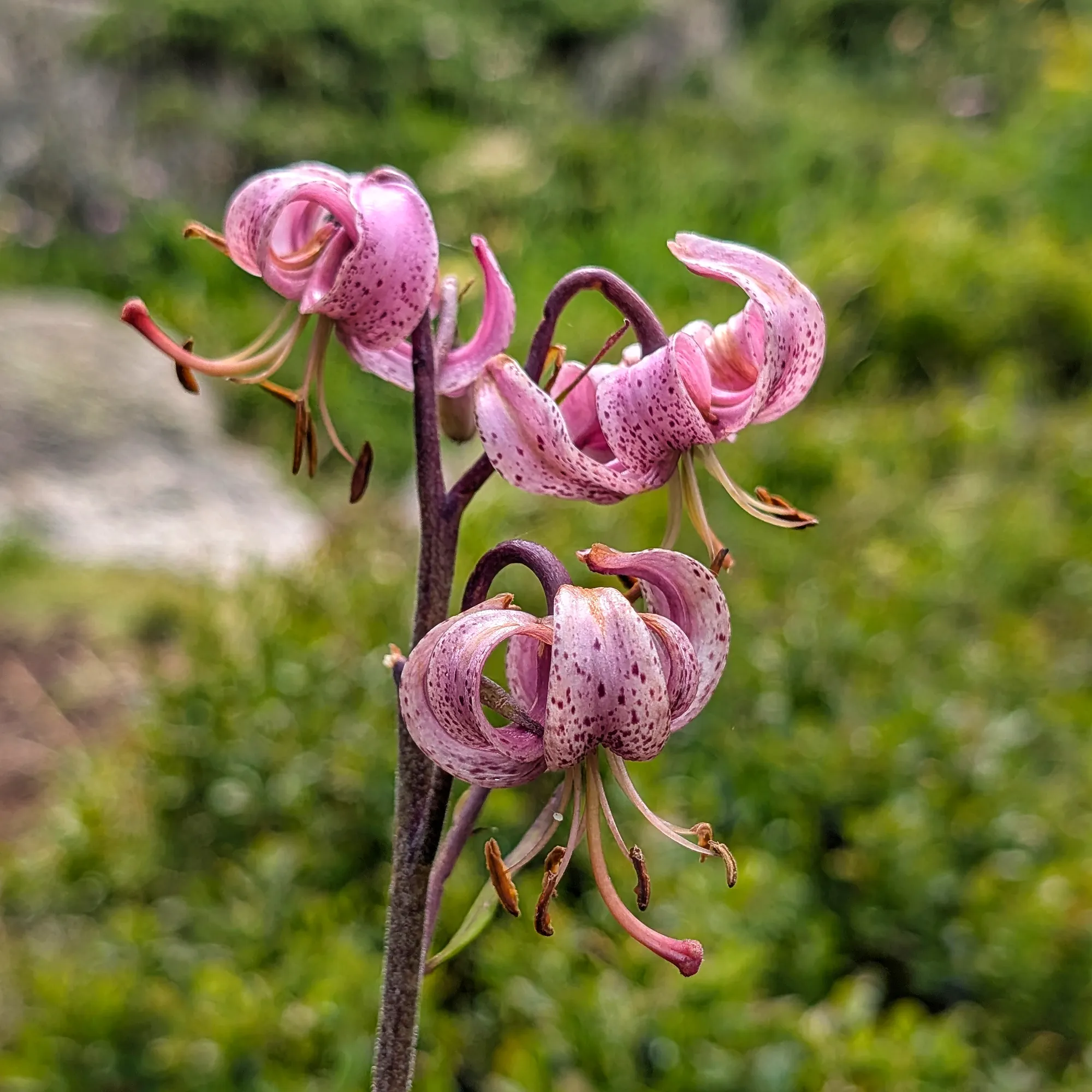 Lilium martagon Group of pink Lilium martagon flowers with dark spots.