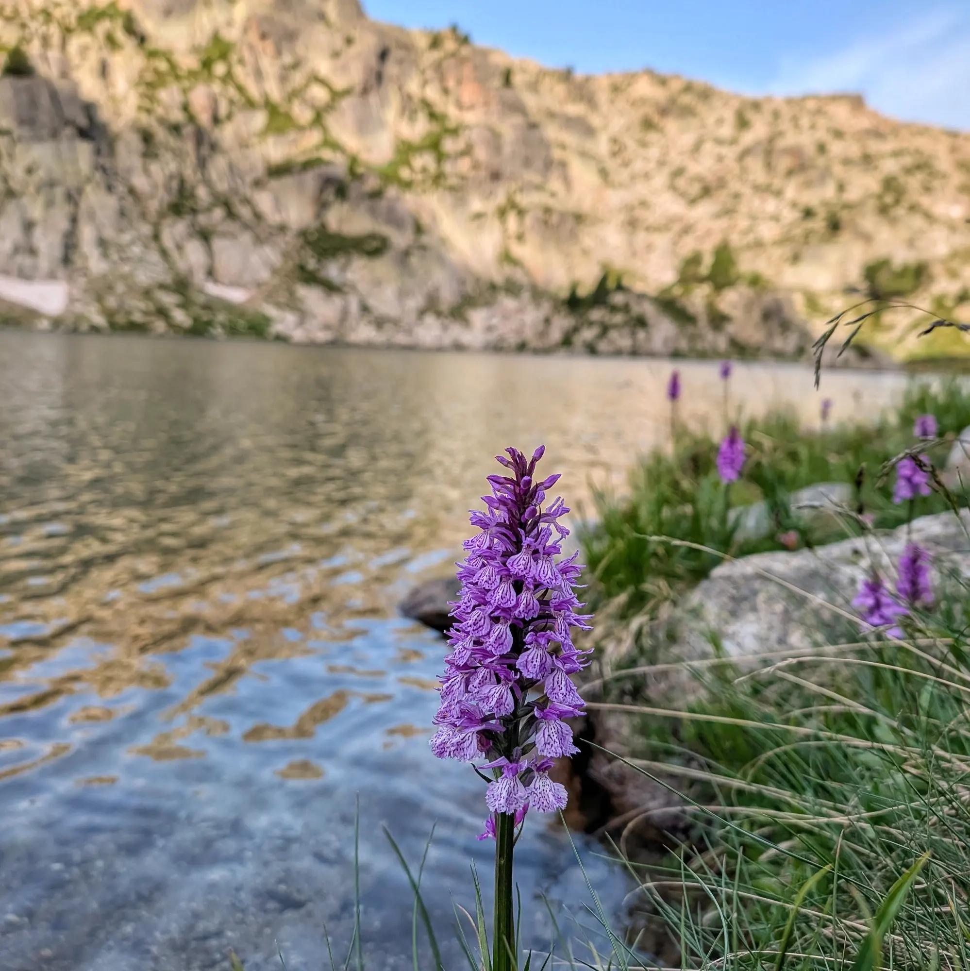 Dactylorhiza maculata, l'orquídia tacada, capturada durant la travessa de Carros de Foc. Observació massiva d'aquesta espècie al Parc Nacional d'Aigüestortes. Orquídia tacada Dactylorhiza maculata lila vibrant a la vora d'un llac de muntanya amb cims rocosos i cel clar.