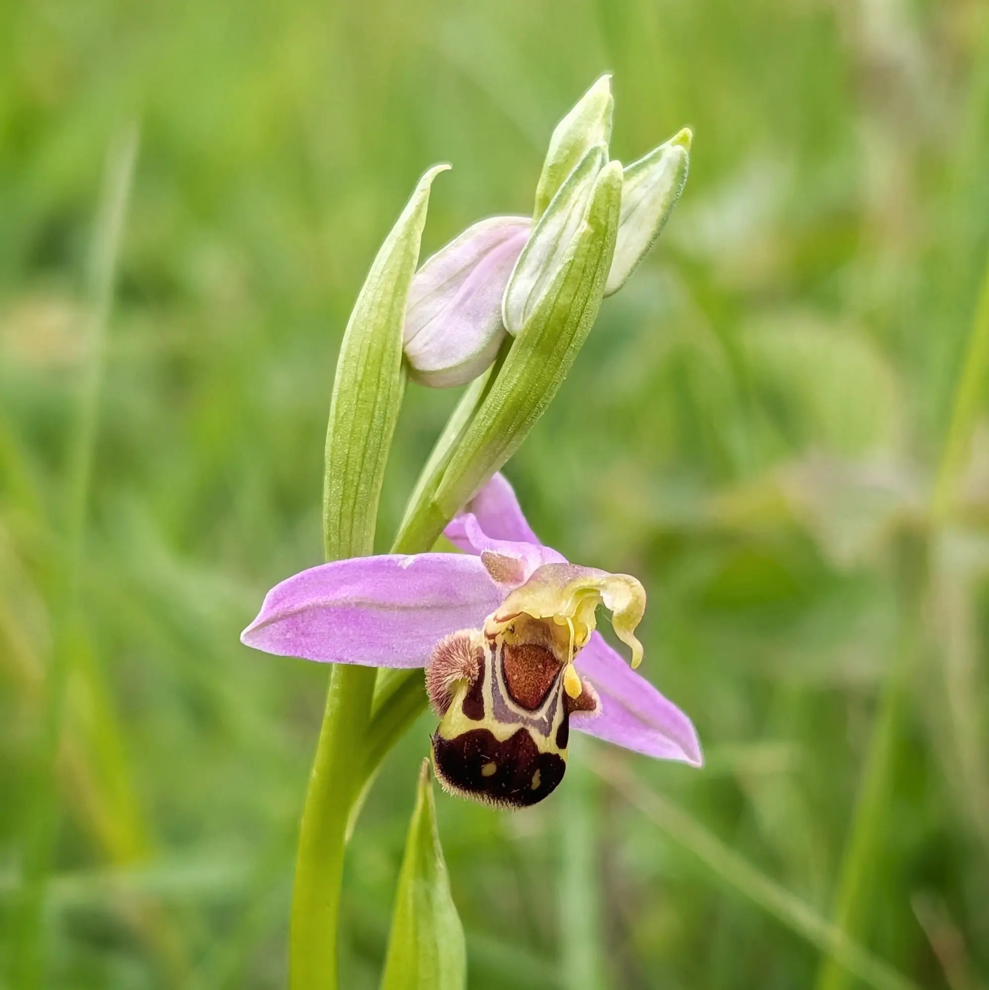 Orquídia abella (Ophrys apifera) en plena floració, fotografiada a Aude (França). Primer pla d'una orquídia abella (Ophrys apifera) amb pètals rosats i label marró vellutat, sobre fons verd difuminat.