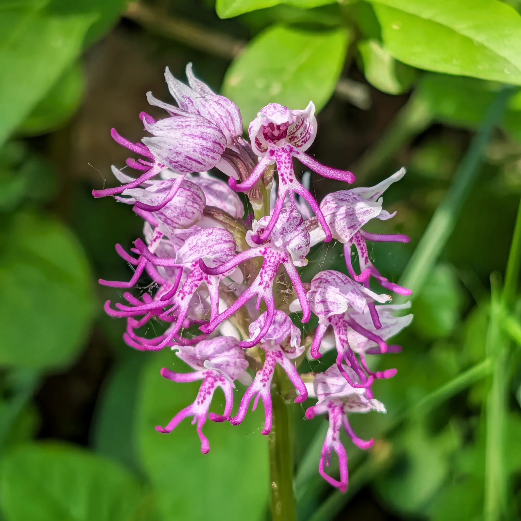 Monkey Orchid (Orchis simia) with its characteristic white and magenta-purple flowers, photographed during the Puig de les Àligues, Salt del Molí, and Bellmunt route, from Vidrà. Close-up of a Monkey Orchid with white and magenta-purple spotted flowers, against a blurred green background.