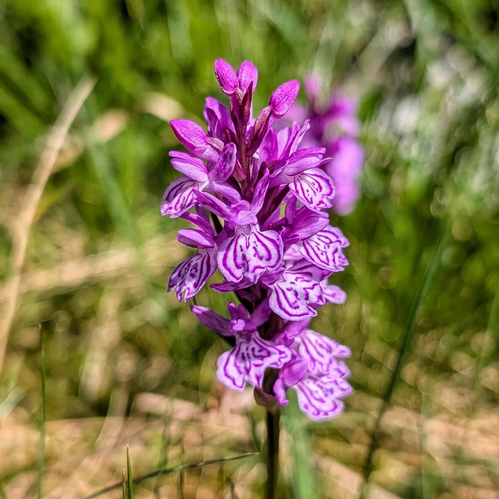 Dactylorhiza maculata, l'orquídia tacada dels pantans, descoberta a la ruta de Carros de Foc. Les seves flors ratllades morades i blanques van ser una troballa vibrant durant la caminada. Primer pla d'una orquídia Dactylorhiza maculata amb pètals ratllats morats i blancs, florint en un prat verd difuminat.