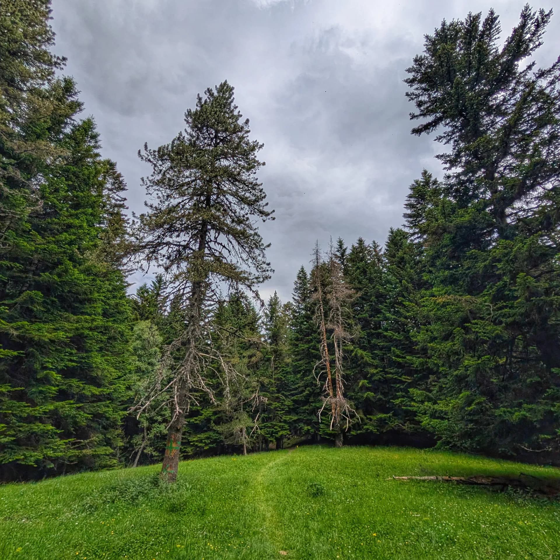 Bosc del Gerdar, un indret fosc i solitari Bosc del Gerdar, un indret fosc i solitari