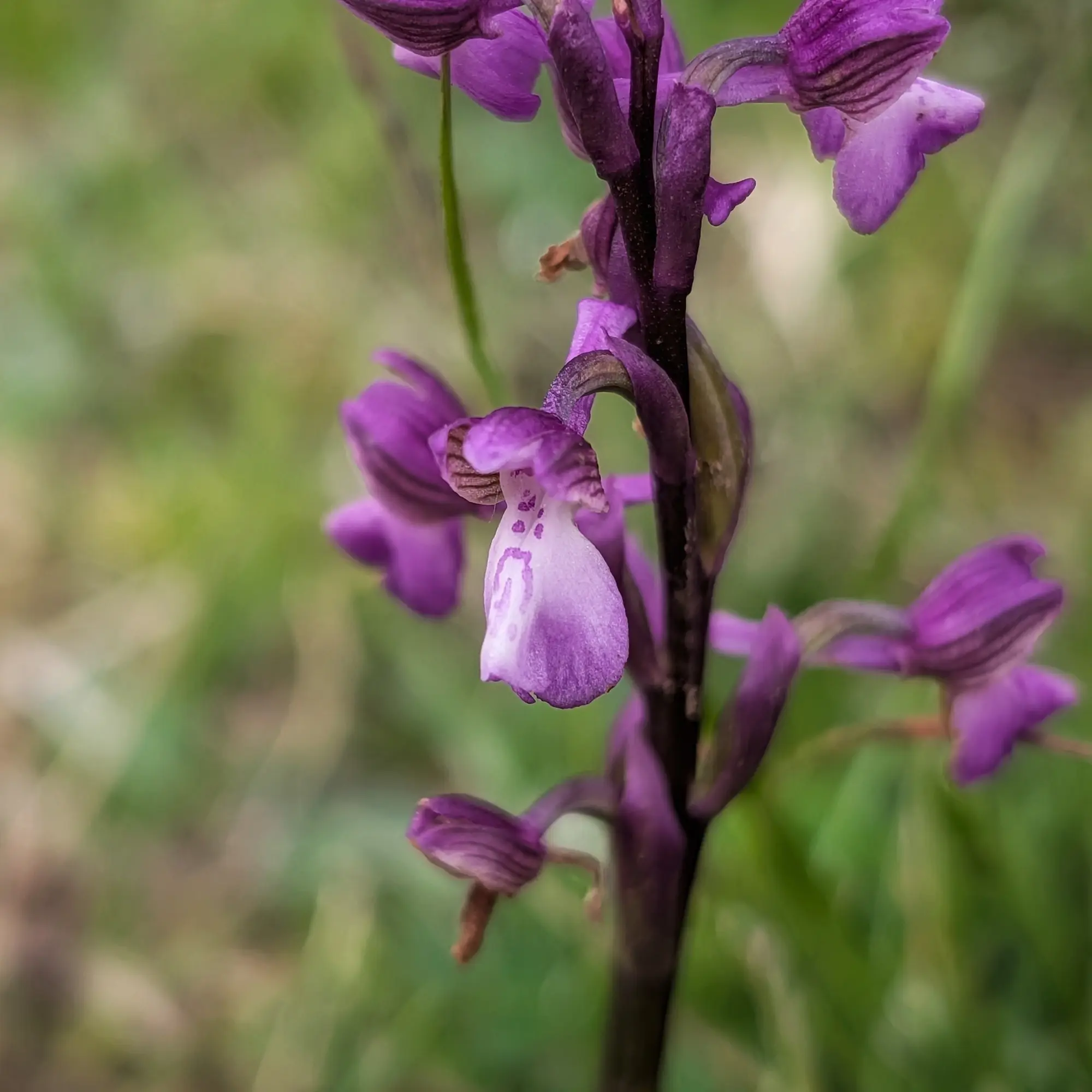 Fotografia de primer pla d'una orquídia Anacamptis morio, que mostra els seus distintius pètals porpres i el label de color blanc-lila amb taques fosques. Aude, França. Primer pla d'una orquídia Anacamptis morio porpra, amb el label tacat clarament visible sobre un fons verd difús.
