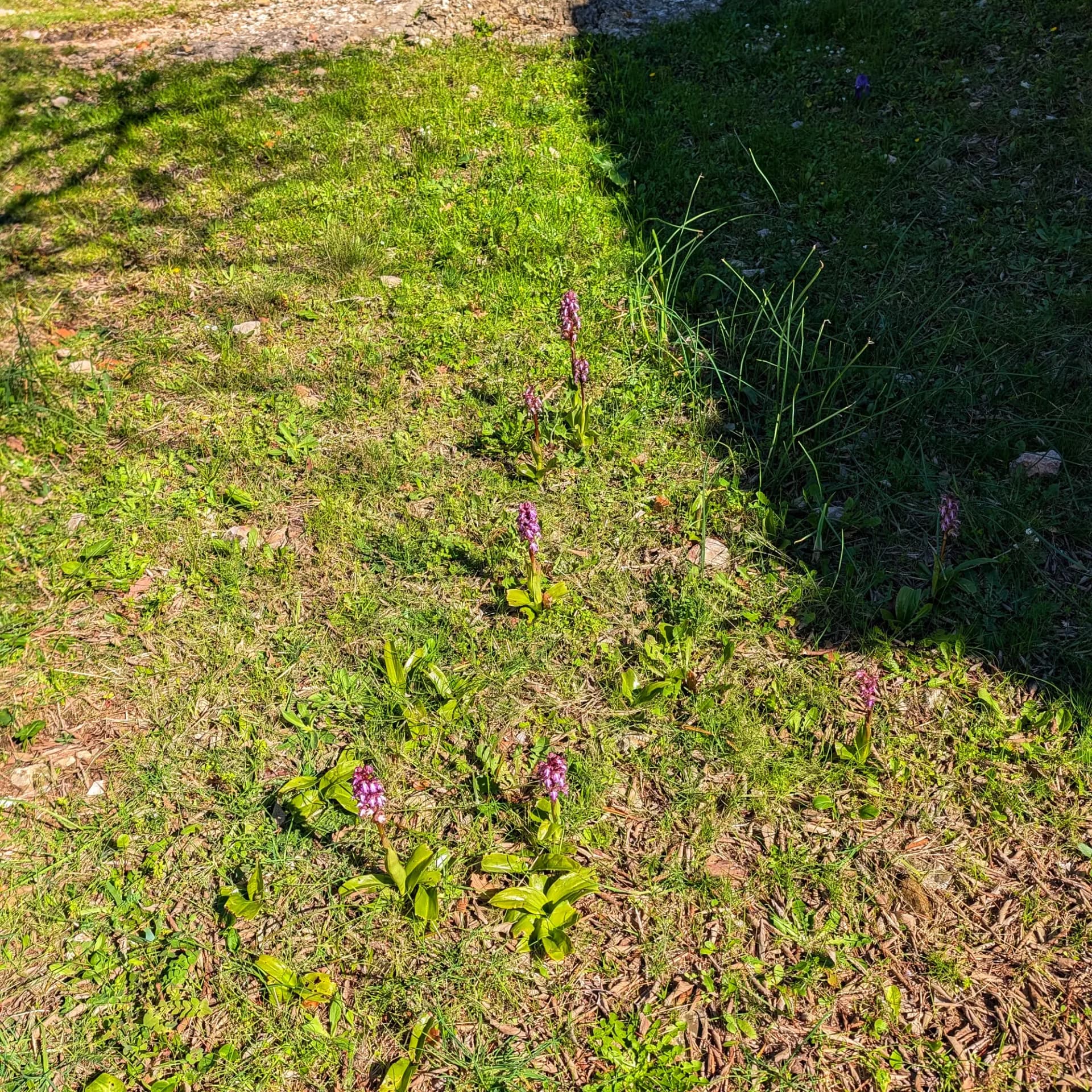 Several Himantoglossum robertianum orchids (Giant Orchid) photographed during a hike in the Montgrí region, near the Ermita de Santa Caterina. Himantoglossum robertianum orchids with purple flower spikes and green leaves in sunlit grass.