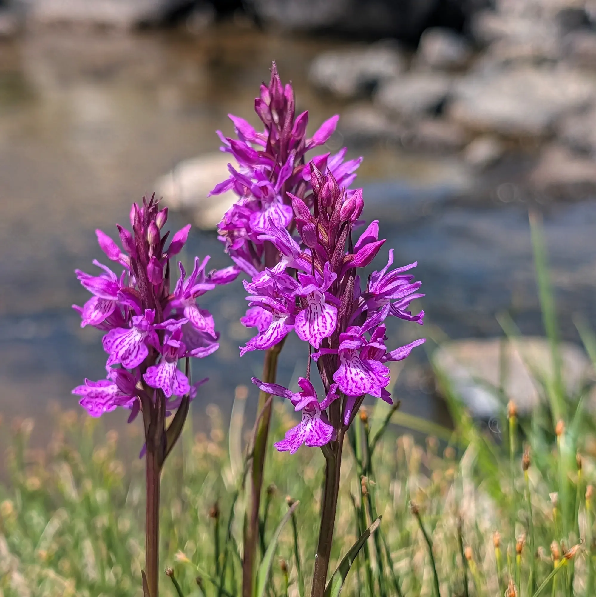 Dactylorhiza maculata, orquídia tacada, trobada mentre es feia la ruta de Carros de Foc. Aquesta flor afegeix un toc vibrant al paisatge pirinenc. Tres orquídies Dactylorhiza maculata de color morat intens amb pètals tacats, sobre herba verda i un riu difuminat al fons.