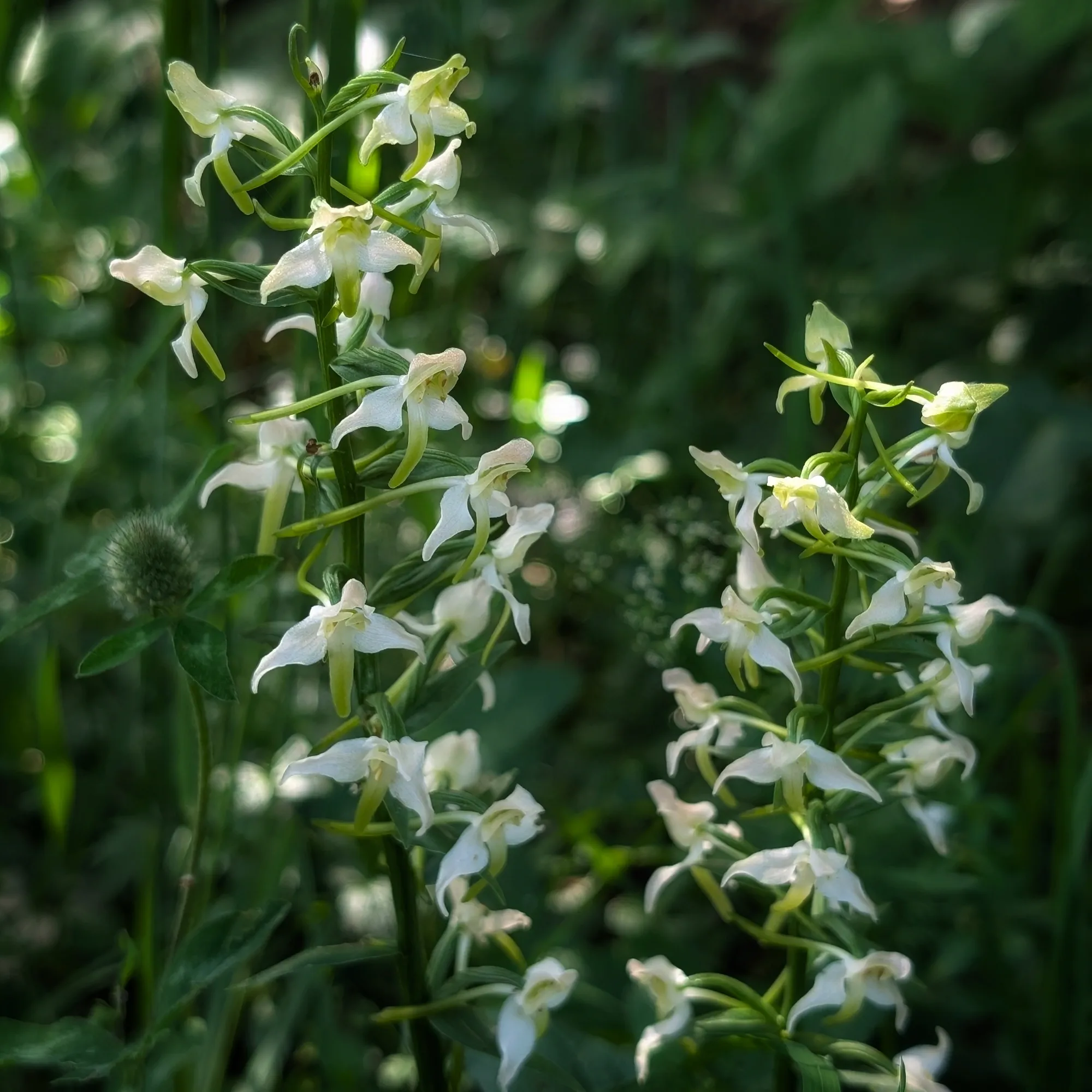 Grup d'exemplars de Platanthera chlorantha a l'ombra Diversos exemplars d'aquesta orquídia creixent junts en una zona boscosa i humida.