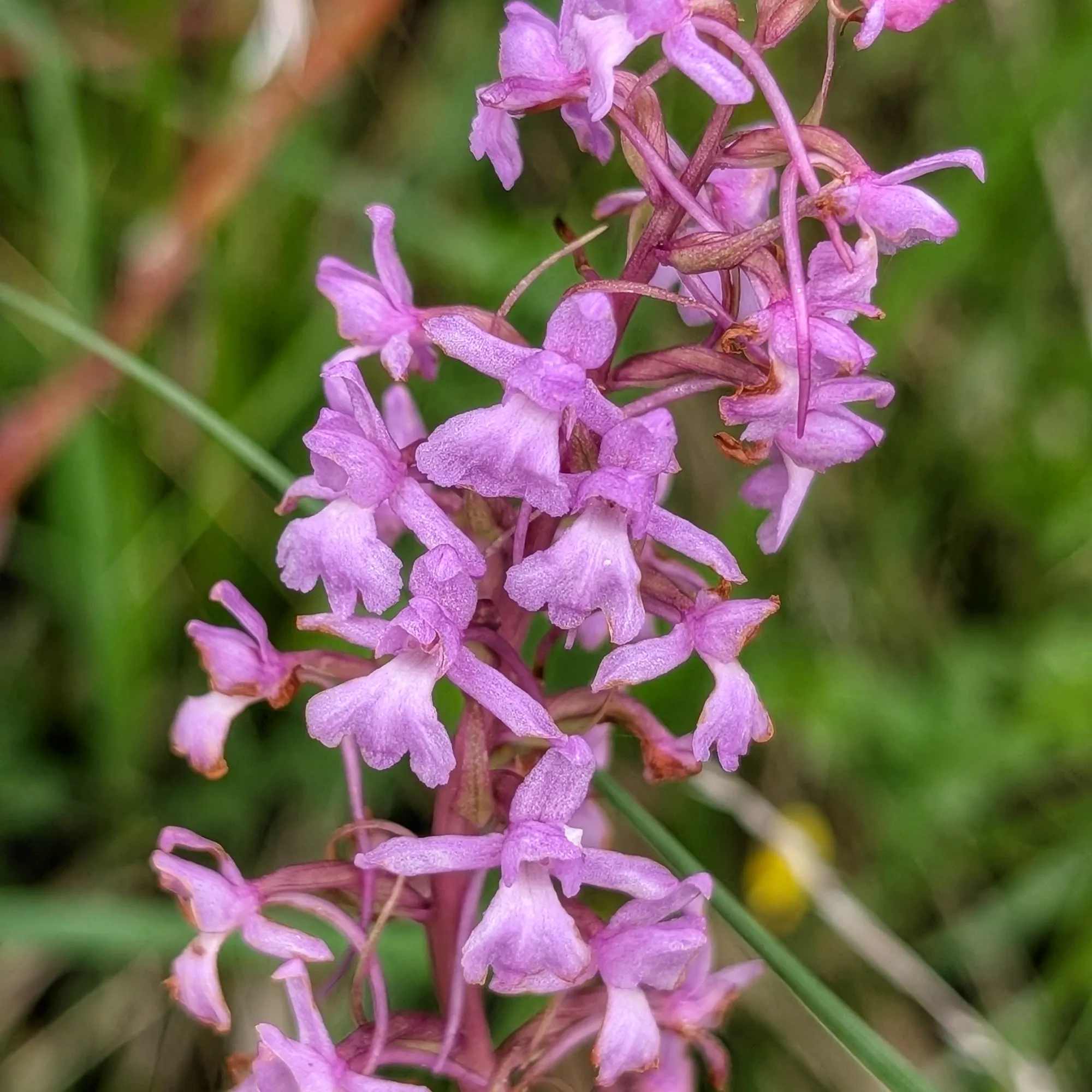 Detalle de las flores de Gymnadenia conopsea Primer plano de las delicadas flores de Gymnadenia conopsea.