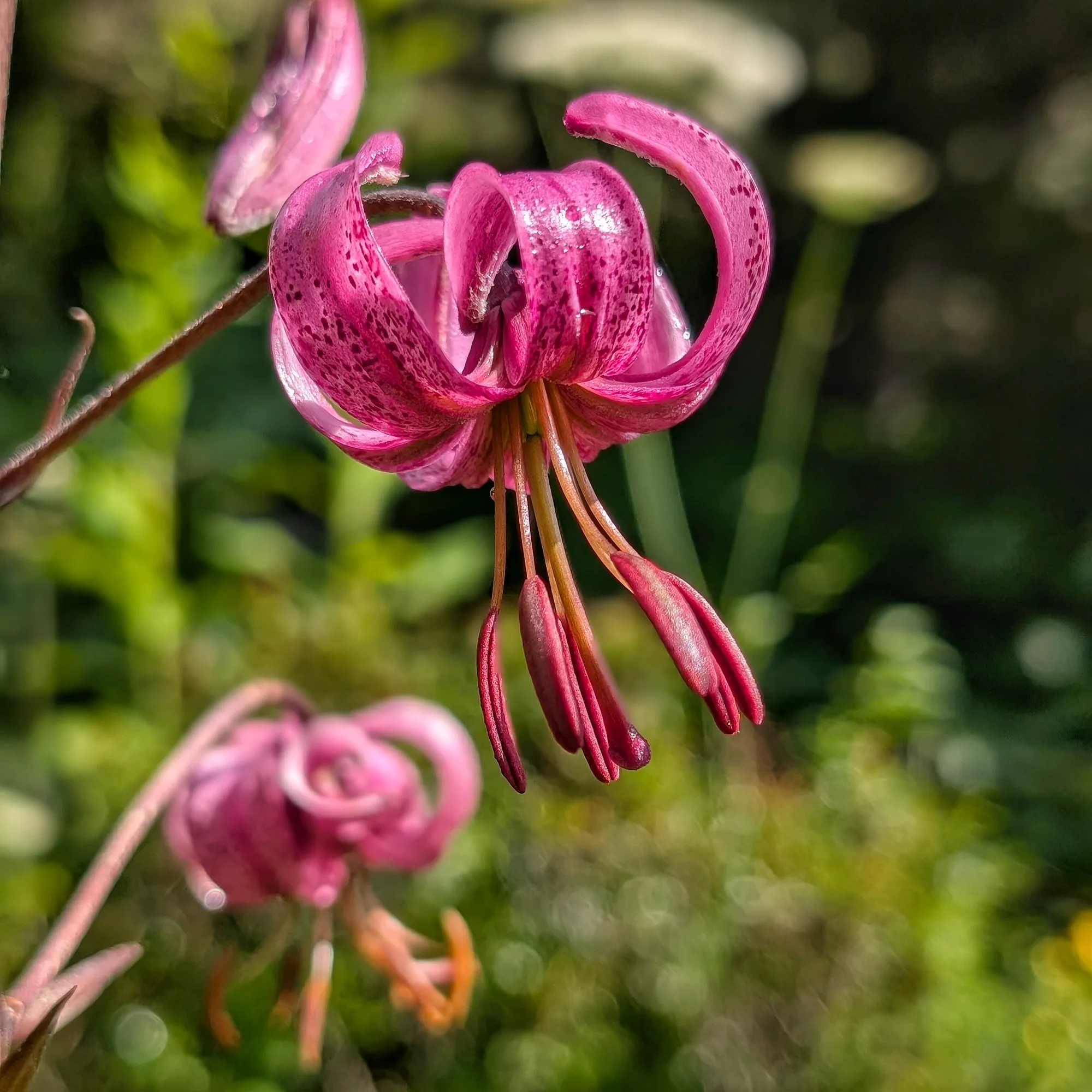 Fuchsia-coloured Lilium martagon Detail of the fuchsia-coloured Lilium martagon and its stamens.