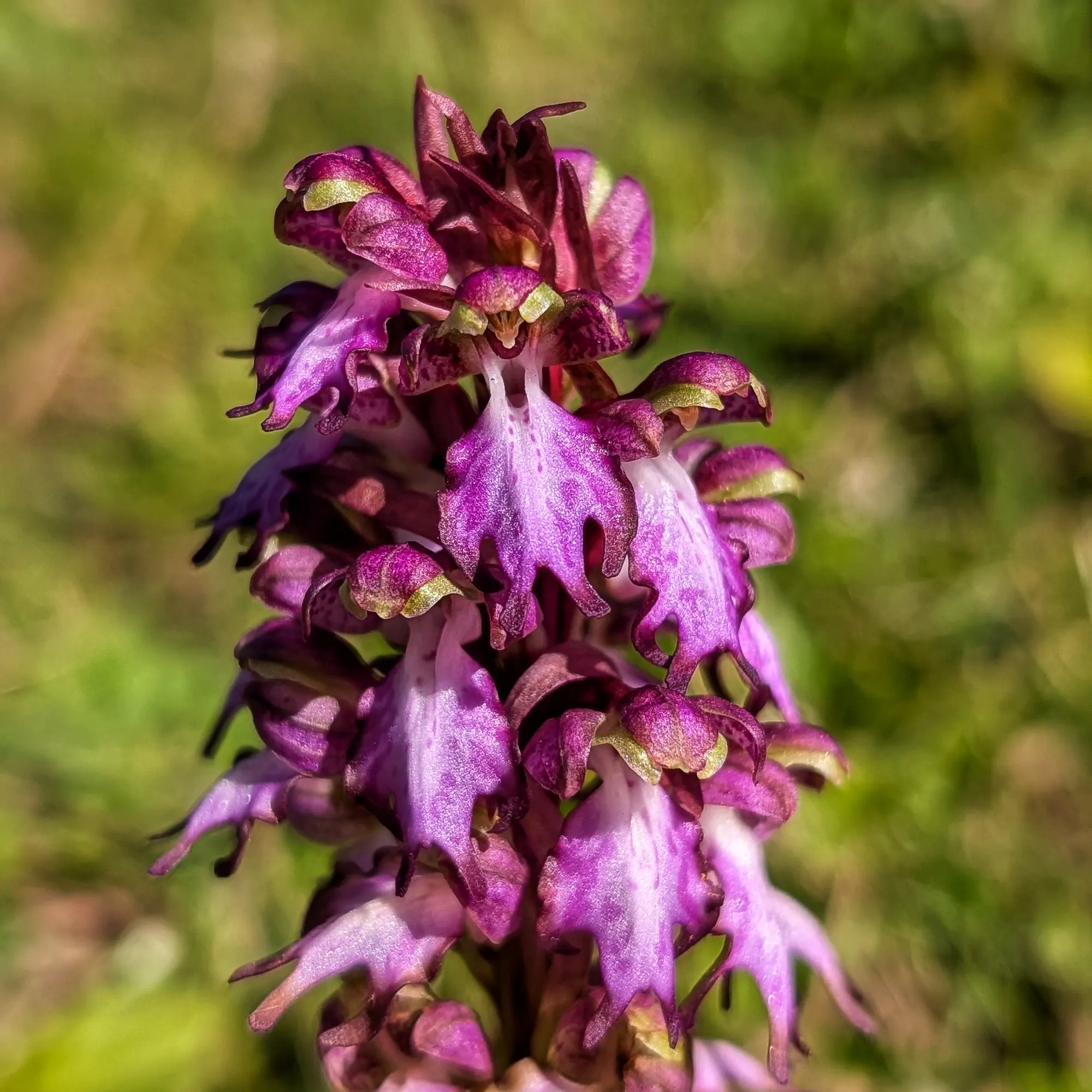A striking specimen of Himantoglossum robertianum, or Robert's Giant Orchid, captured during a hike along the Montgrí route. Detailed close-up of a purple and white Himantoglossum robertianum orchid flower spike against a blurred green background.