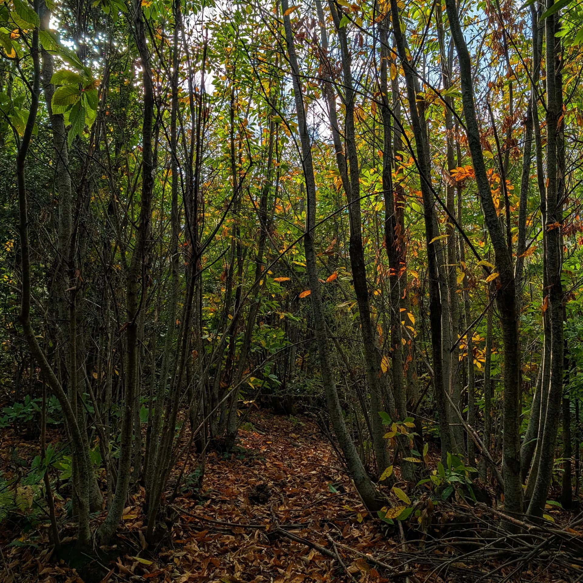 Castanyers Castanyers de la ruta