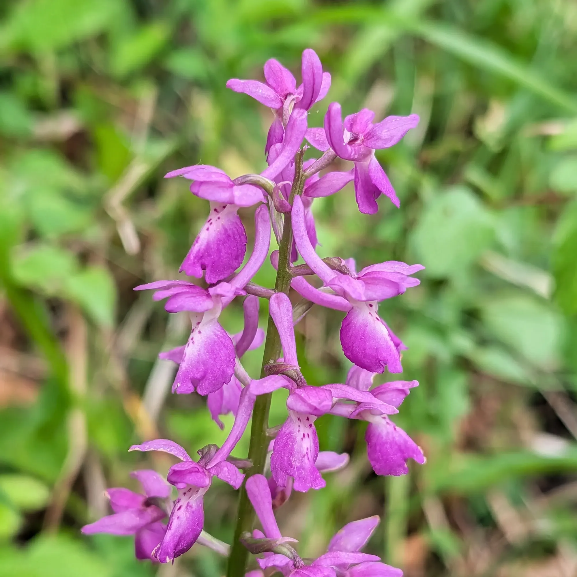 Imatge detallada d'una inflorescència d'Orchis mascula, coneguda com a orquídia mascle primerenca, amb les seves característiques flors de color porpra intens i taques al label. Fotografia presa a l'Aude, França. Detall d'una orquídia Orchis mascula de color porpra amb flors tacades sobre fons verd difuminat.
