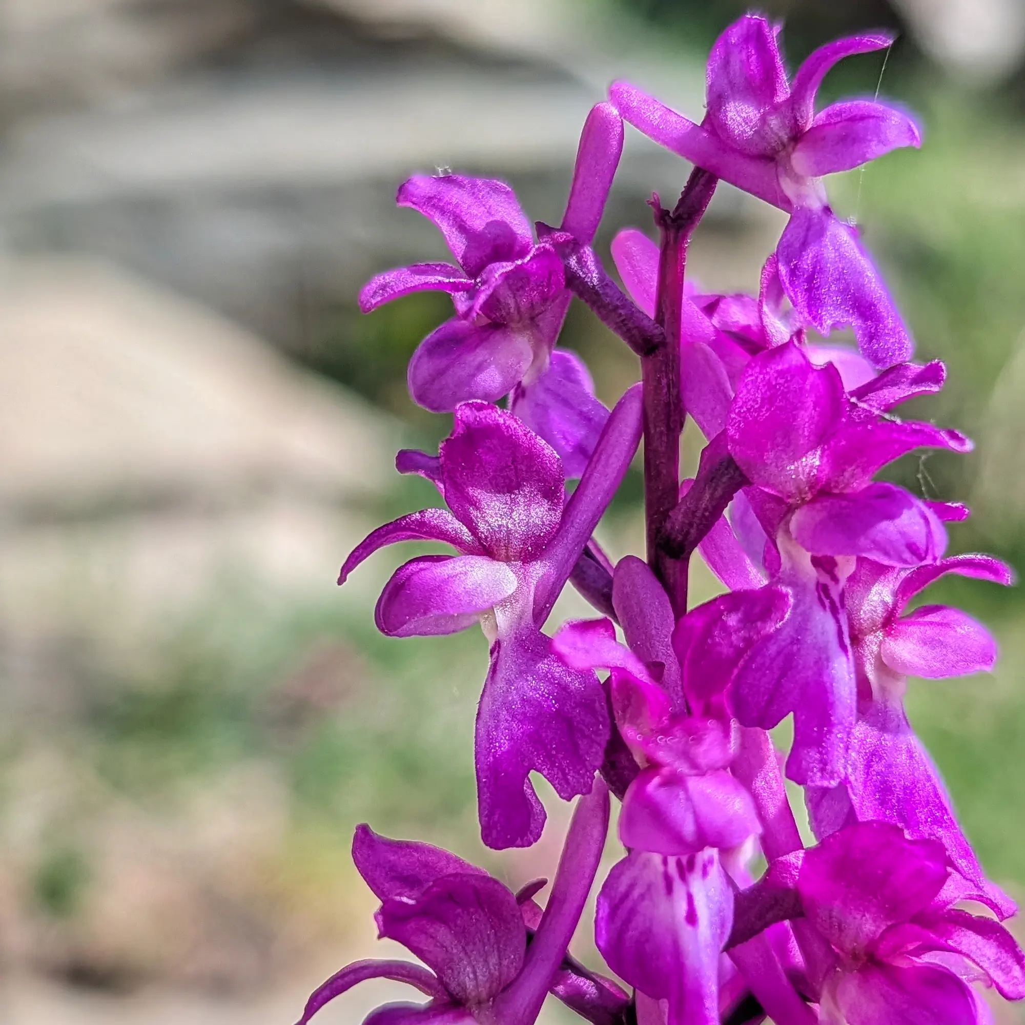 Orchis mascula (Orquídia porpra primerenca) trobada florint a prop dels pintorescos Ibones de Barbarisa. Flor silvestre d'Orchis mascula en el seu hàbitat natural prop de llacs de muntanya.
