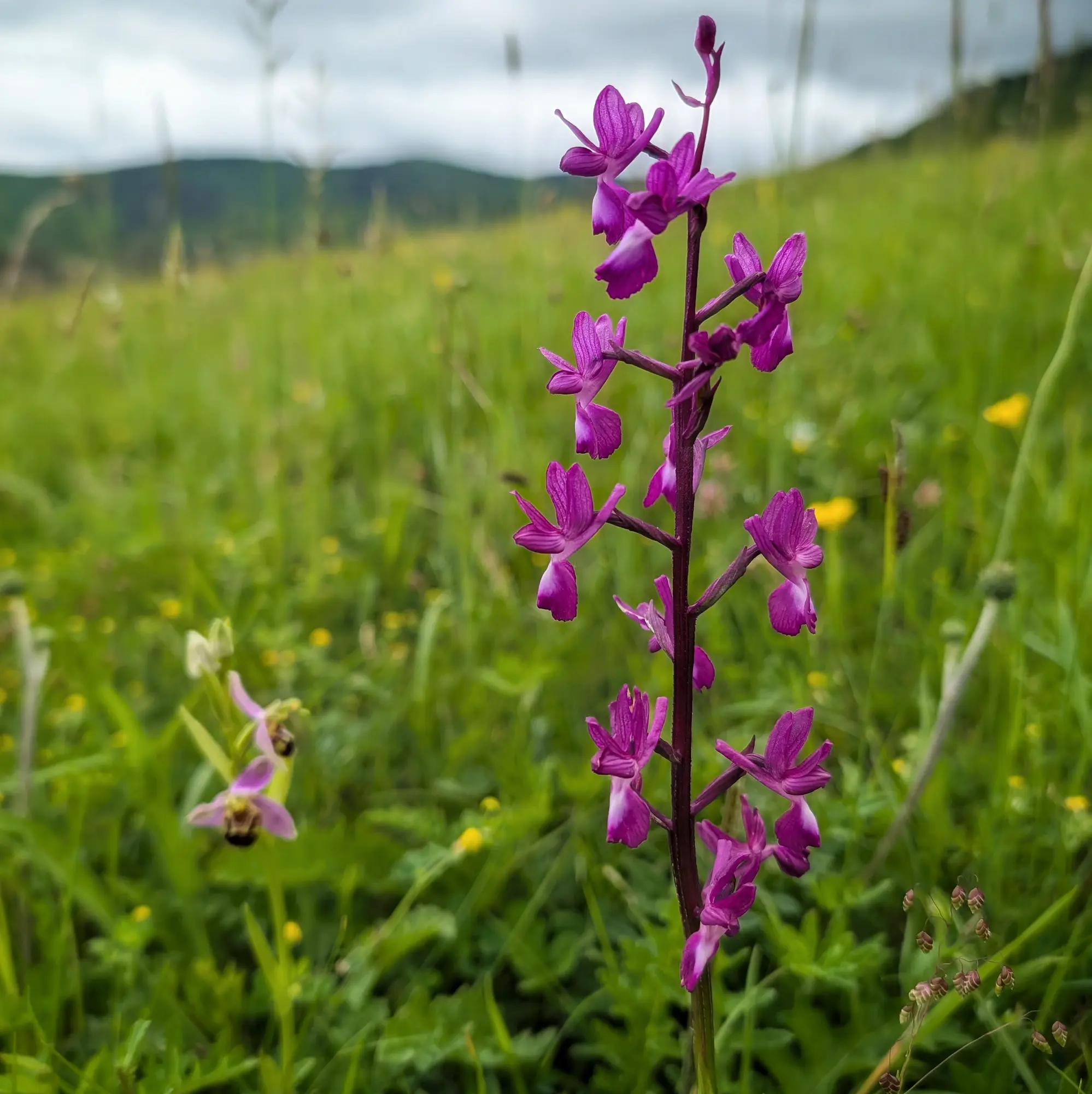 Una orquídia Anacamptis laxiflora de color porpra en primer pla, acompanyada d'una Ophrys apifera (orquídia abella) parcialment visible al fons, en un prat florit a Aude (França). Orquídia Anacamptis laxiflora porpra en primer pla amb una Ophrys apifera en un prat verd sota un cel ennuvolat.