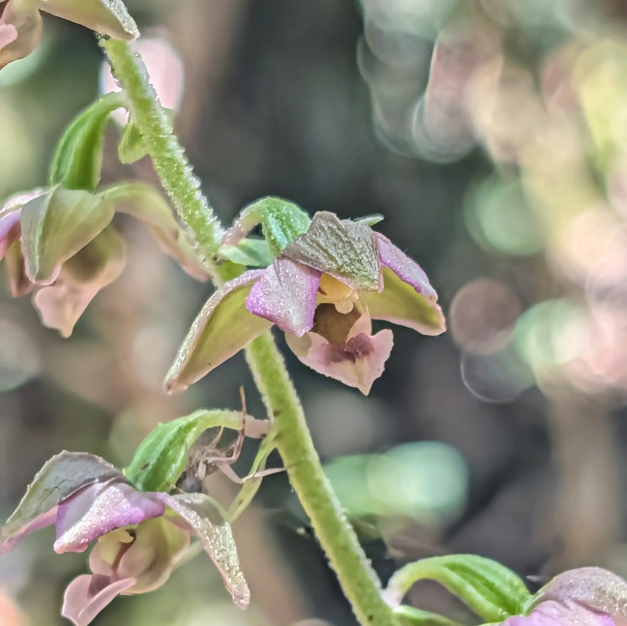 Epipactis helleborine orchid found along the ascent route to Roca Lladre, Garrotxa. This native wildflower thrives in the region's natural environment. Epipactis helleborine orchid thriving in its natural habitat along the ascent route to Roca Lladre.