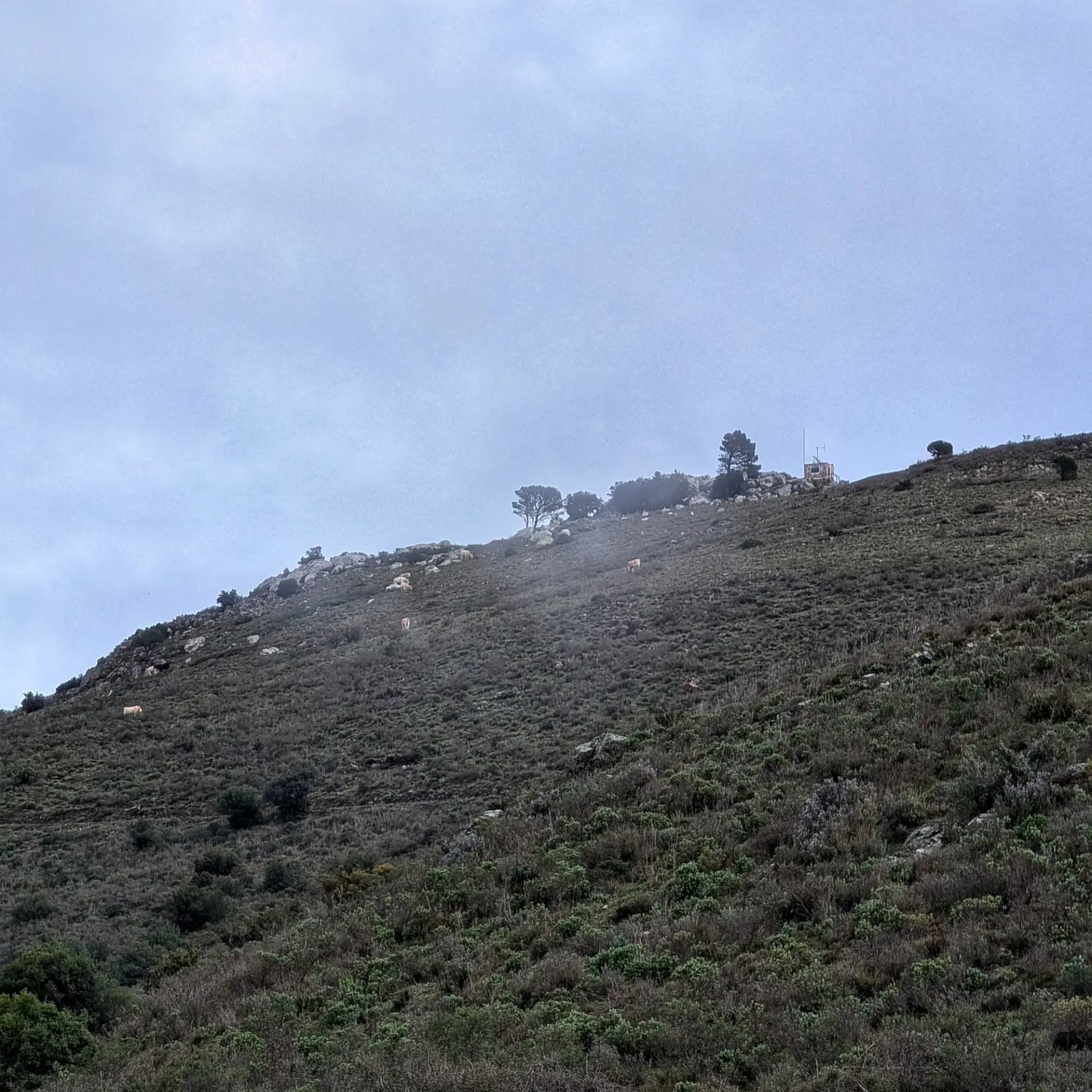 The summit of Puig d'Esquers under an overcast sky, where mountain vegetation blends with rocky outcrops. Sheep can be seen grazing near a small structure at the top. Summit of Puig d'Esquers with vegetation, rocks, sheep, and a small structure under an overcast sky.