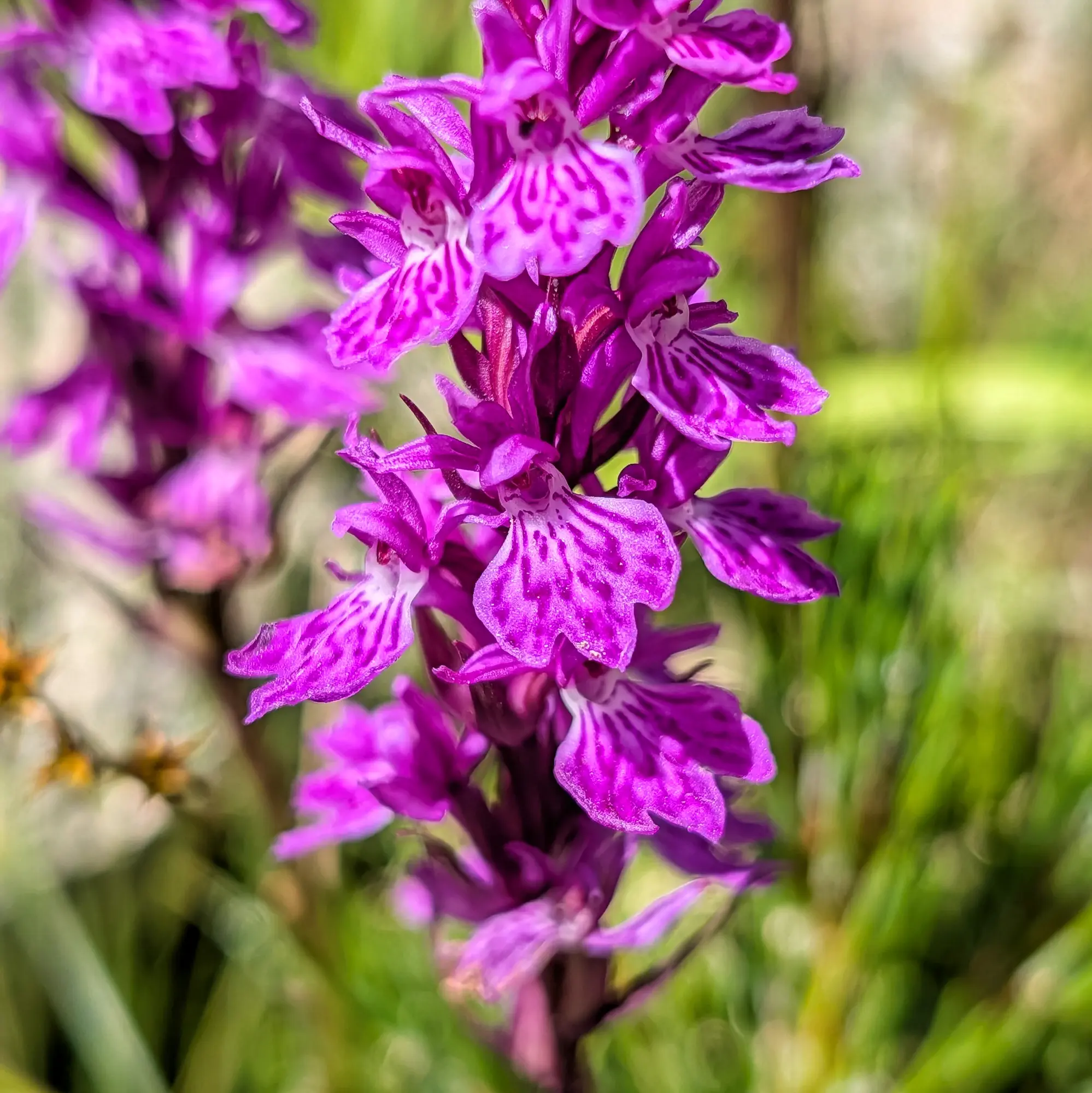 Una espectacular Dactylorhiza maculata (Orquídia tacada) trobada a la ruta de Carros de Foc. Les seves intricades flors morades ofereixen una bellesa natural. Primer pla d'una espiga d'orquídia morada vibrant amb pètals estampats sobre un fons verd suau i difuminat.