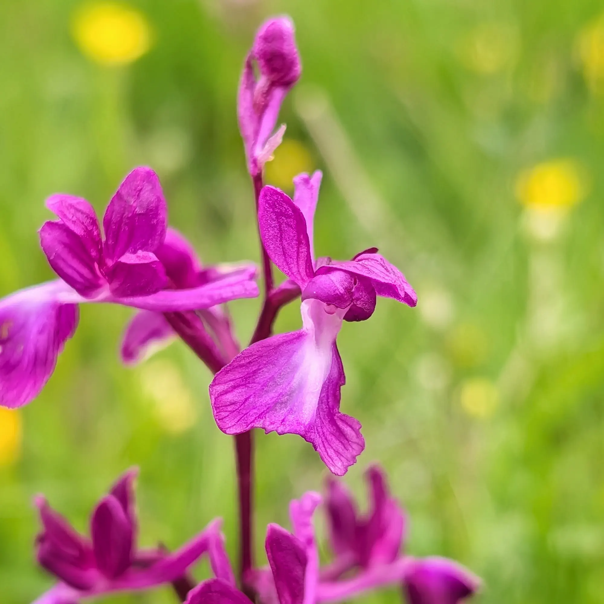 Imatge d'una Anacamptis laxiflora, coneguda com a orquídia laxa o orquídia de flor solta, mostrant les seves flors de color porpra intens, fotografiada a Aude, França. Detall d'una orquídia Anacamptis laxiflora de color magenta i porpra sobre un fons verd amb taques grogues.