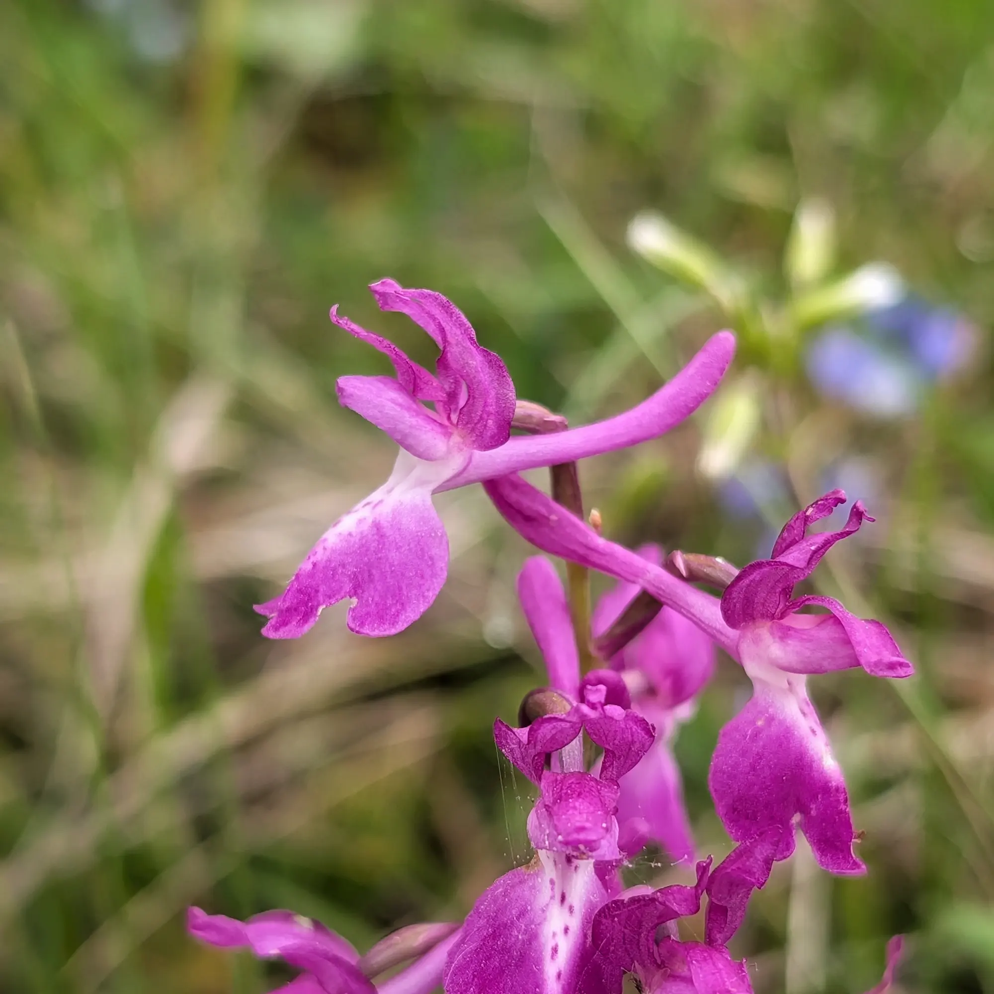 Un primer pla detallat d'una Orchis mascula, coneguda com a orquídia mascle, en plena floració a Aude, França. La imatge ressalta les seves flors de color porpra intens amb el label tacat, sobre un fons natural desenfocat. Primer pla d'una orquídia mascle (Orchis mascula) amb flors porpres intenses i fons verd borrós.