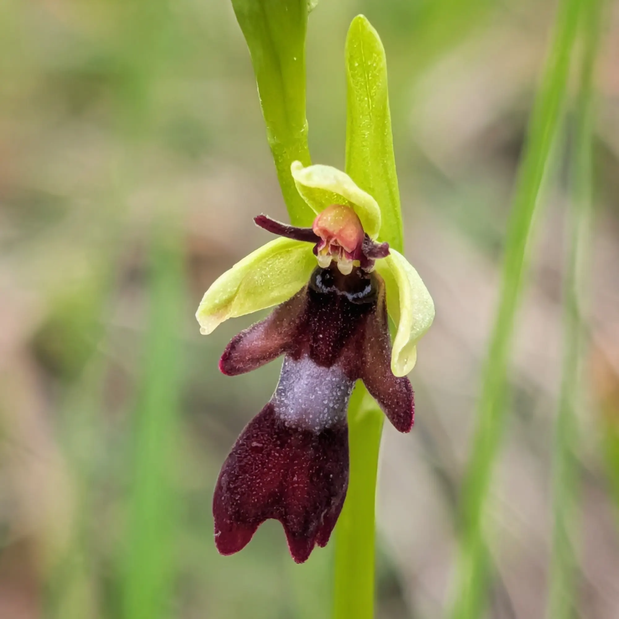 Ophrys insectifera, una orquídia coneguda pel seu llavi que imita la forma d'un insecte, fotografiada a l'Aude (França). Primer pla d'una orquídia Ophrys insectifera amb pètals verd clars i llavi marró fosc amb taca blavosa al centre.