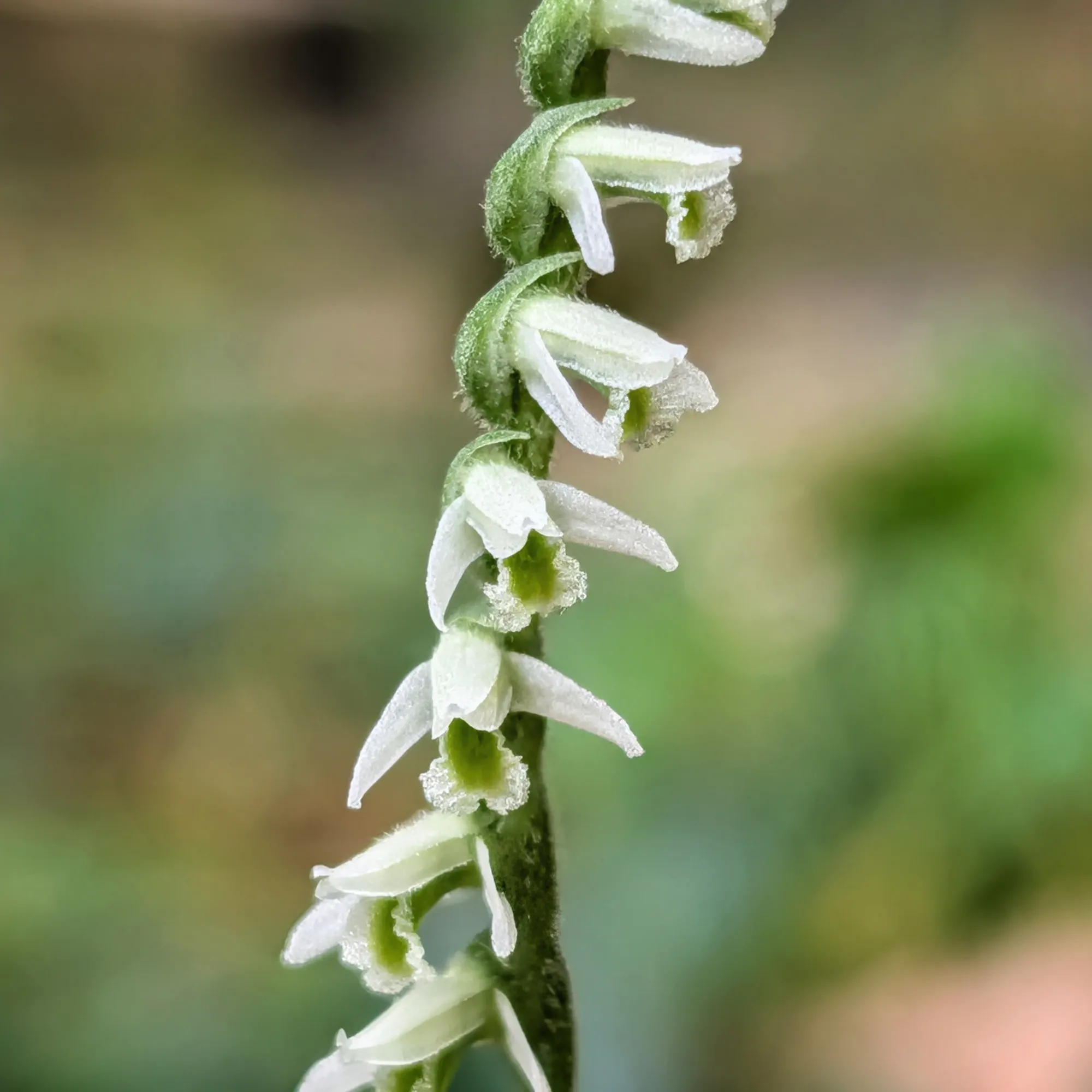 Spiranthes spiralis Spiranthes spiralis
