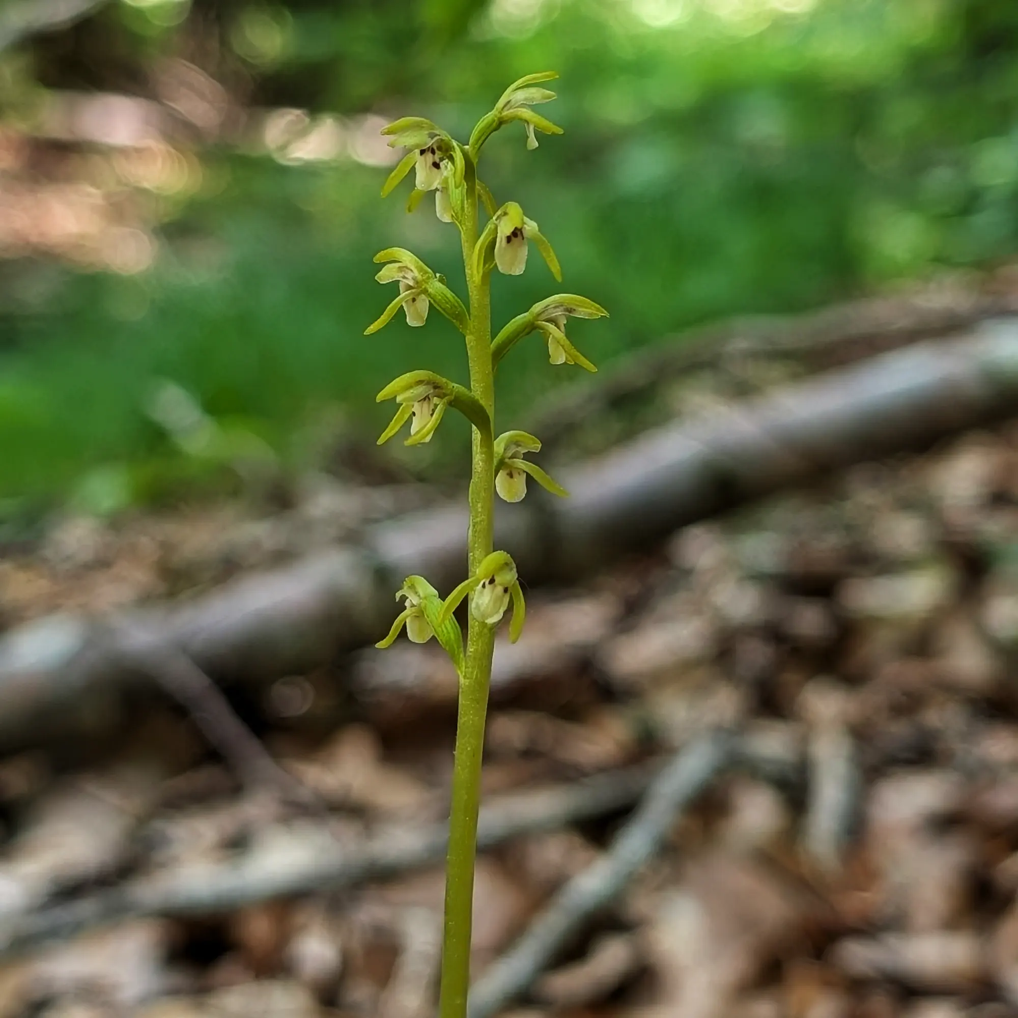 Specimen of Corallorhiza trifida from the Catalan Pre-Pyrenees Specimen of Corallorhiza trifida from the Catalan Pre-Pyrenees