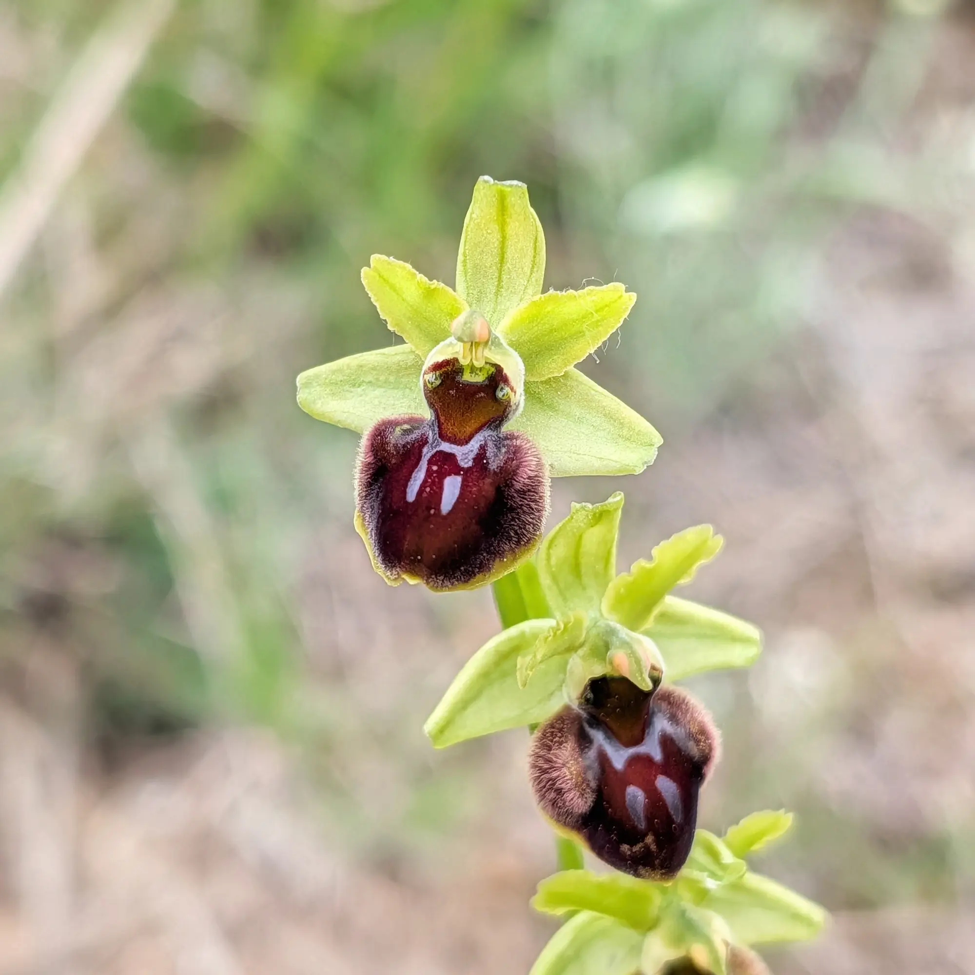 Ophrys sphegodes, una orquídea terrestre, fotografiada en detalle en Aude, Francia. El ejemplar destaca por su labelo aterciopelado oscuro y pétalos verdes. Primer plano de dos orquídeas Ophrys sphegodes con pétalos verdes y labelo oscuro y aterciopelado con marcas blancas.