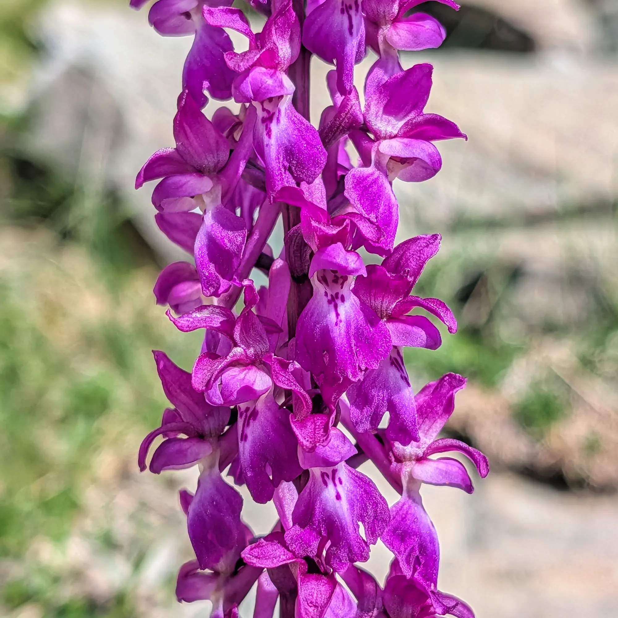 Una Orchis mascula, o orquídia de mascle primerenca, fotografiada en el seu hàbitat natural prop dels Ibones de Barbarisa. Orchis mascula, orquídia silvestre en entorn natural.