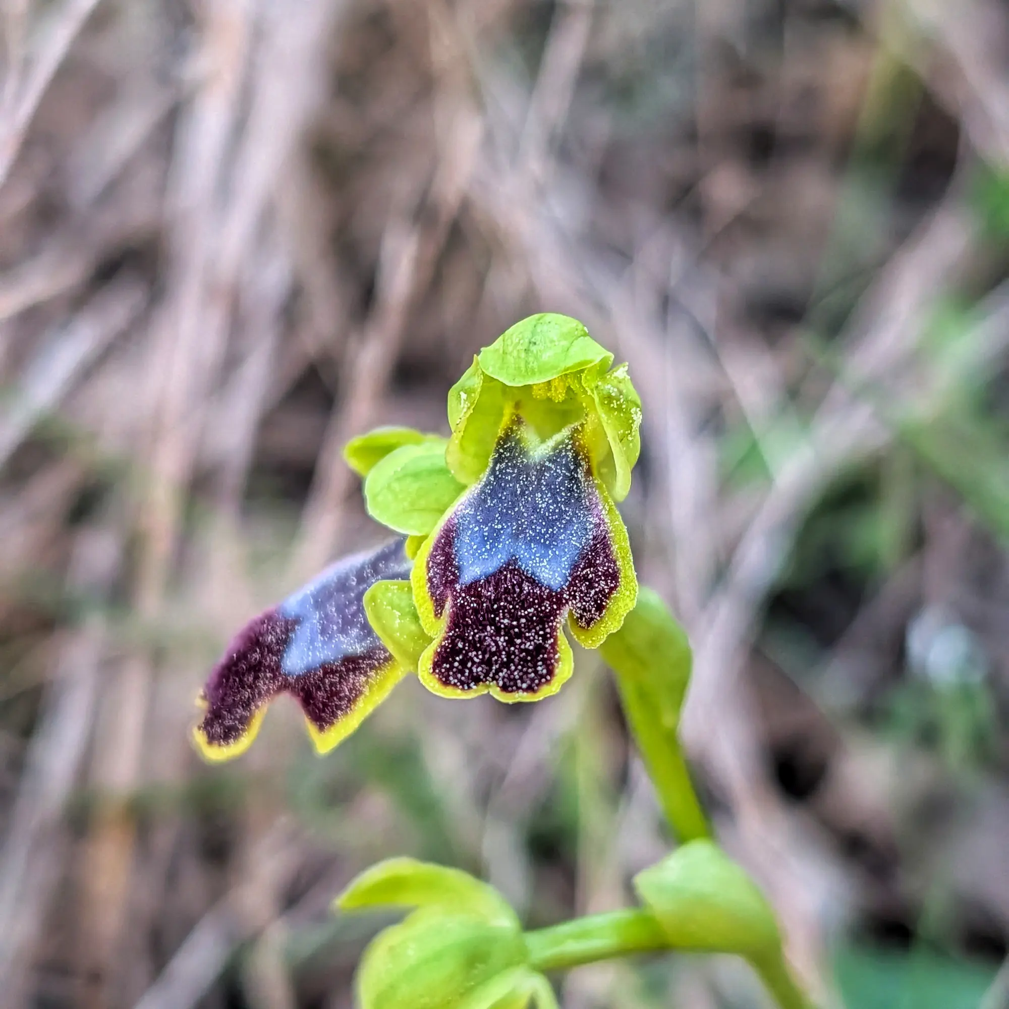 Vista de prop d'una orquídia Ophrys bilunulata amb els seus sèpals verds i el distintiu label fosc amb marques blavoses i vora groguenca, fotografiada al massís del Montgrí. Primer pla d'Ophrys bilunulata. Sèpals verds, label fosc amb marques blavoses i vora groguenca sobre fons borrós.