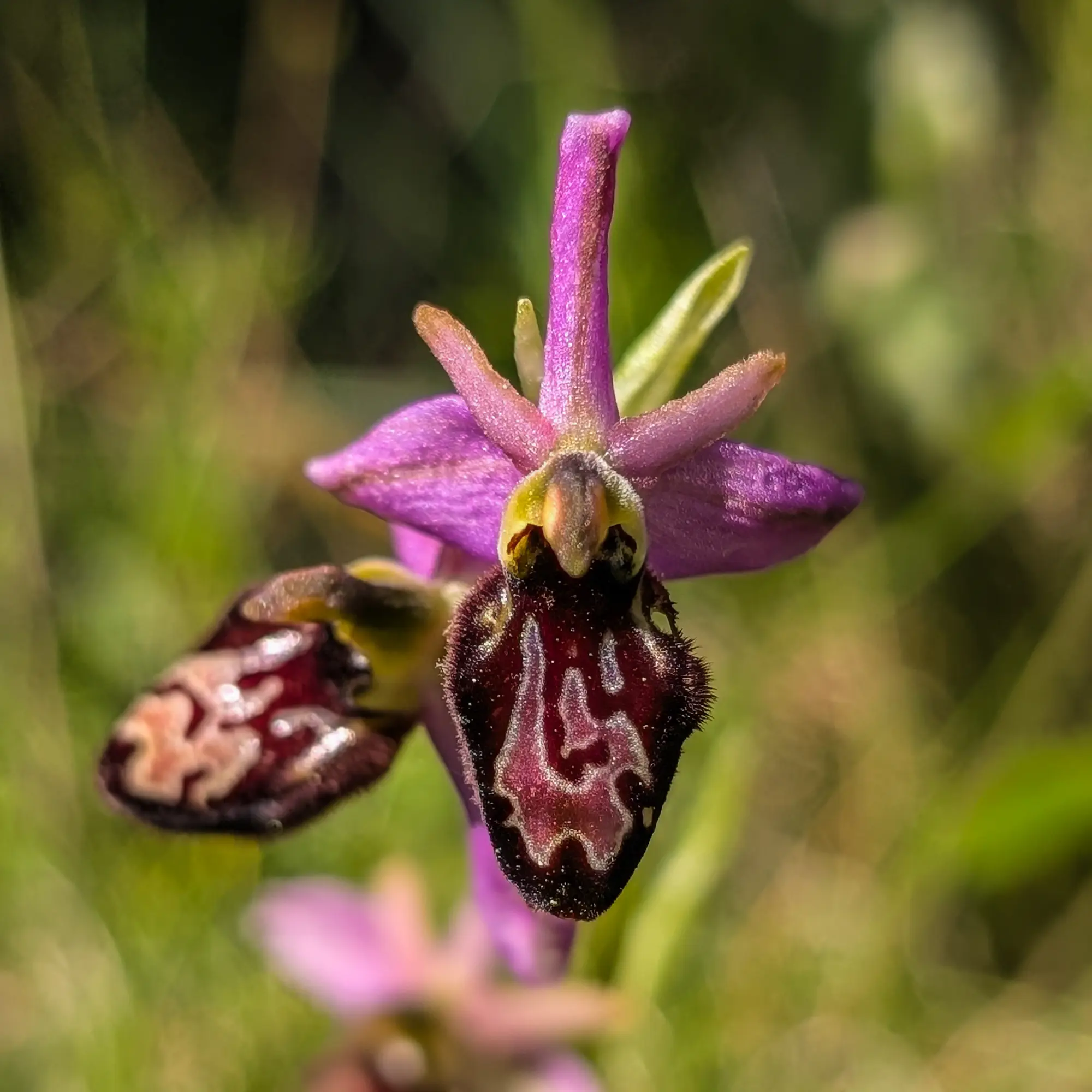 Nombrosos exemplars d'Ophrys catalaunica en bon estat de floració, fotografiats en els prats propers a Sant Martí Sacalm, durant l'ascensió a El Far. Aquesta orquídia silvestre, coneguda i ben establerta a la zona, destaca pel seu vistós color rosa-lila malgrat la seva petita mida. Ophrys catalaunica de color rosa-lila en un prat de muntanya, prop de Sant Martí Sacalm.