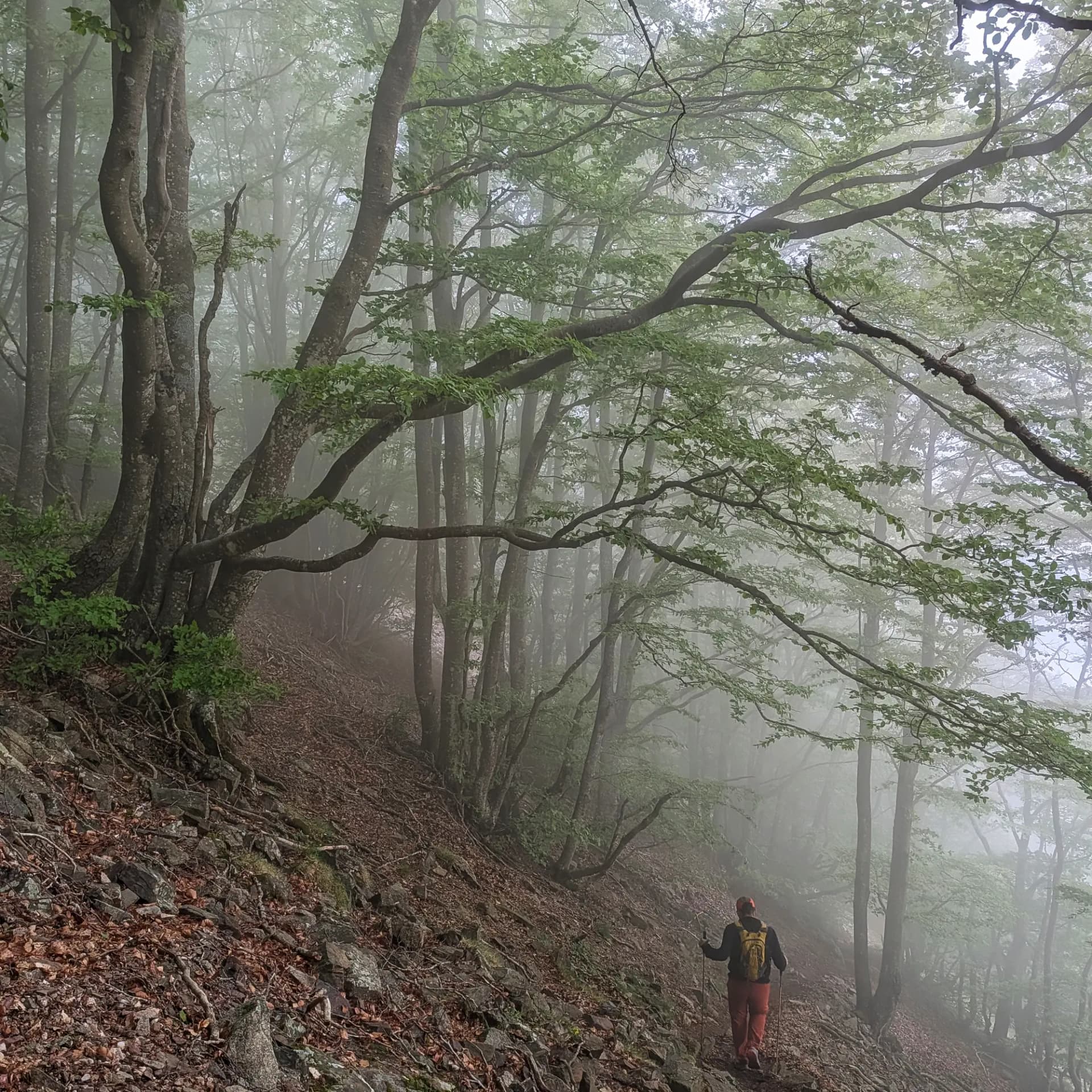 Un senderista descendeix un camí rocós i humit en un bosc frondós, envoltat per una densa boira, durant el trajecte que va de les Agudes cap al Coll de Sant Marçal. Senderista baixant per un camí rocós i boscós amb boira densa.