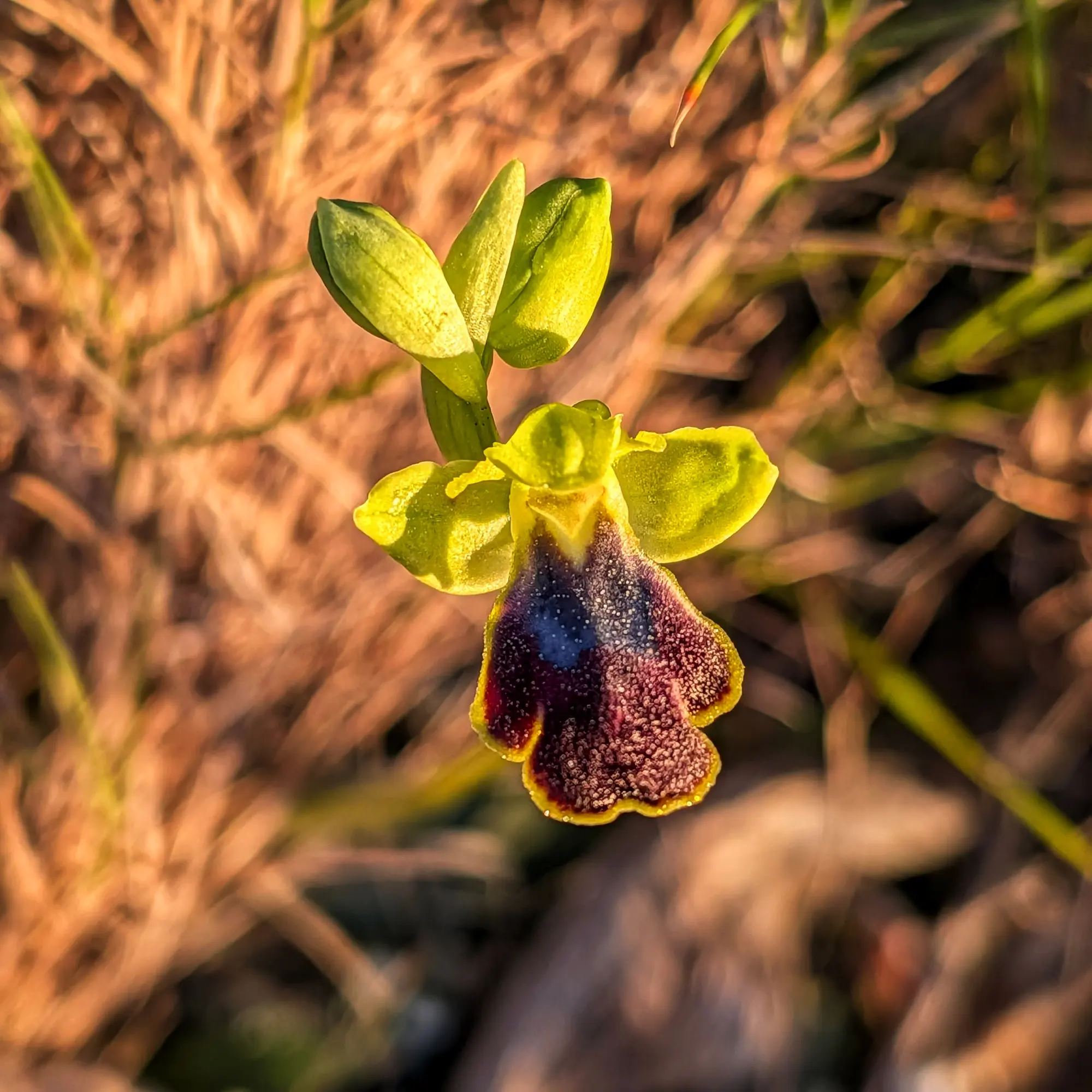 Ophrys bilunulata amb els seus pètals verd-groguencs i label fosc vellutat amb taques blaves, fotografiada al Massís del Montgrí. Orquídia Ophrys bilunulata amb pètals verd-groguencs i label fosc vellutat amb taques blaves, sobre fons borrós.