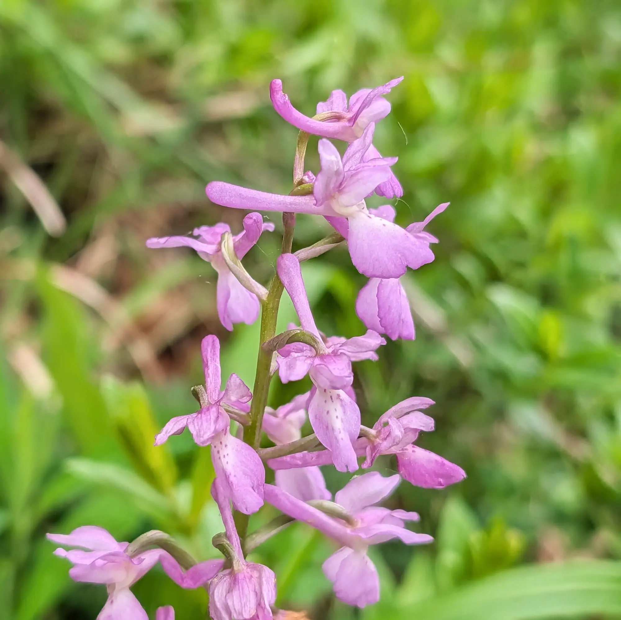 Orchis olbiensis photographed in Aude, France. This orchid displays delicate pinkish-purple flowers with subtle markings, set against a soft, green natural backdrop. Close-up of pink-purple Orchis olbiensis orchid flowers on a stalk against a blurred green background.